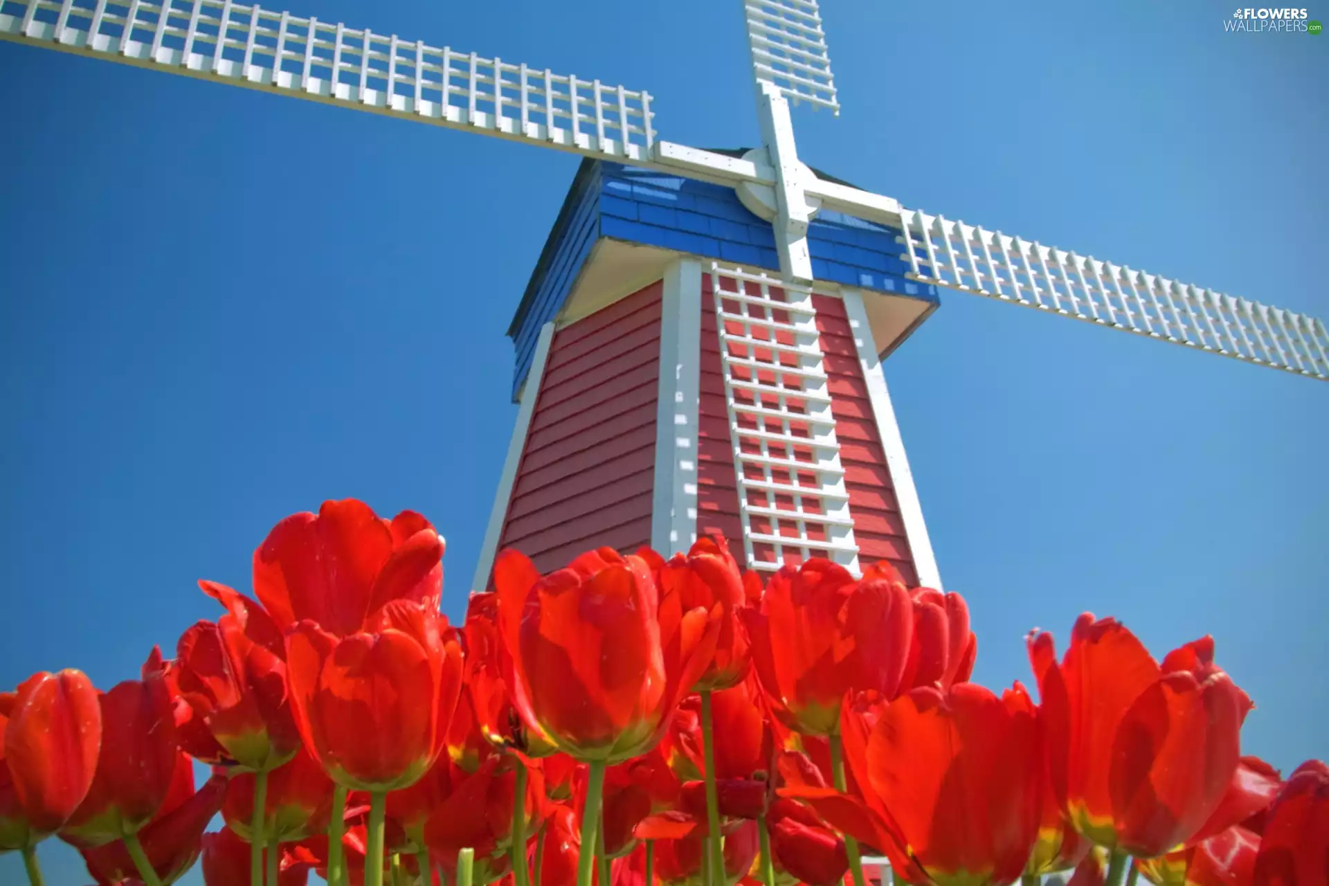 Sky, Windmill, Tulips
