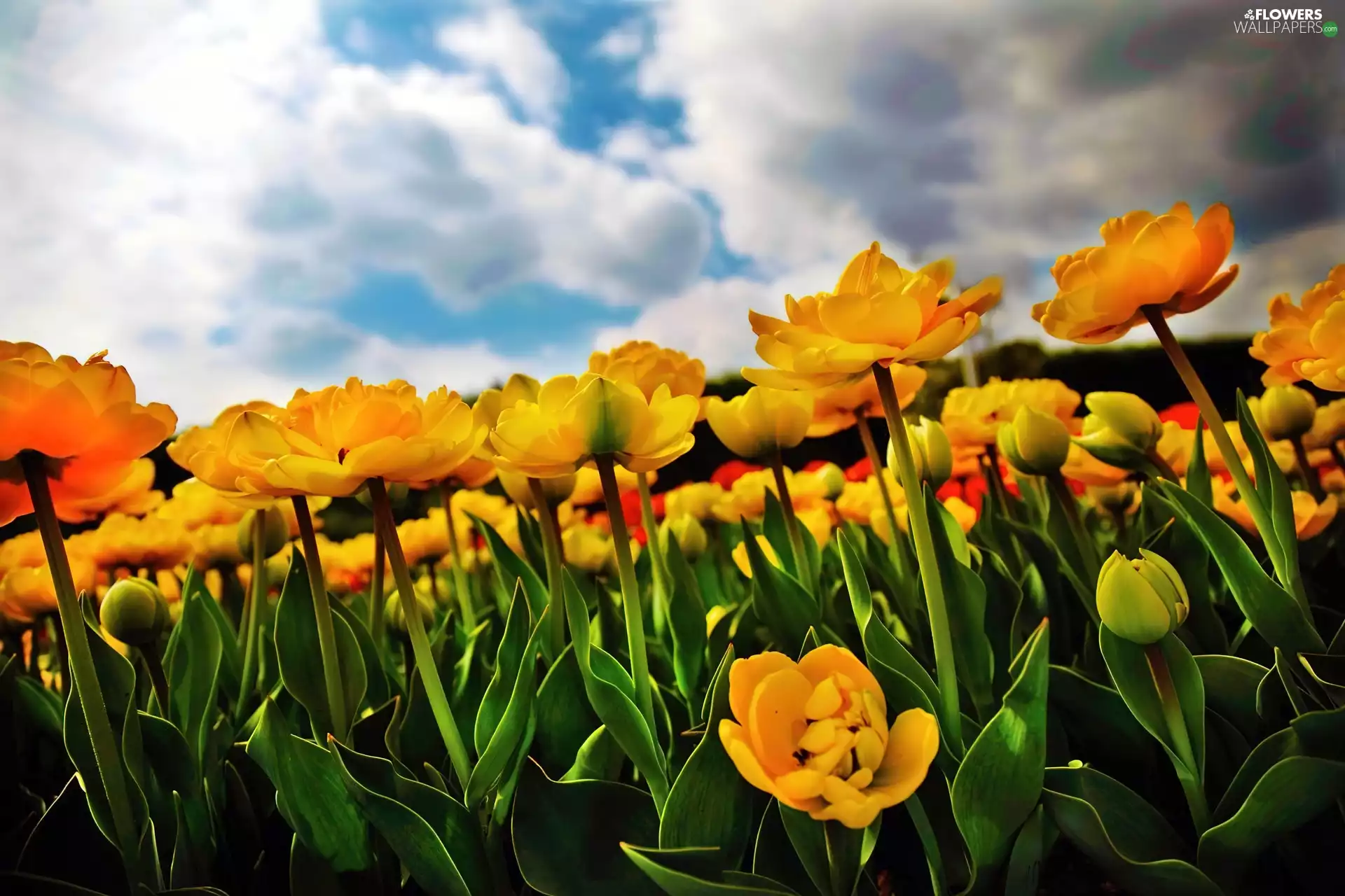 Sky, Yellow, Tulips