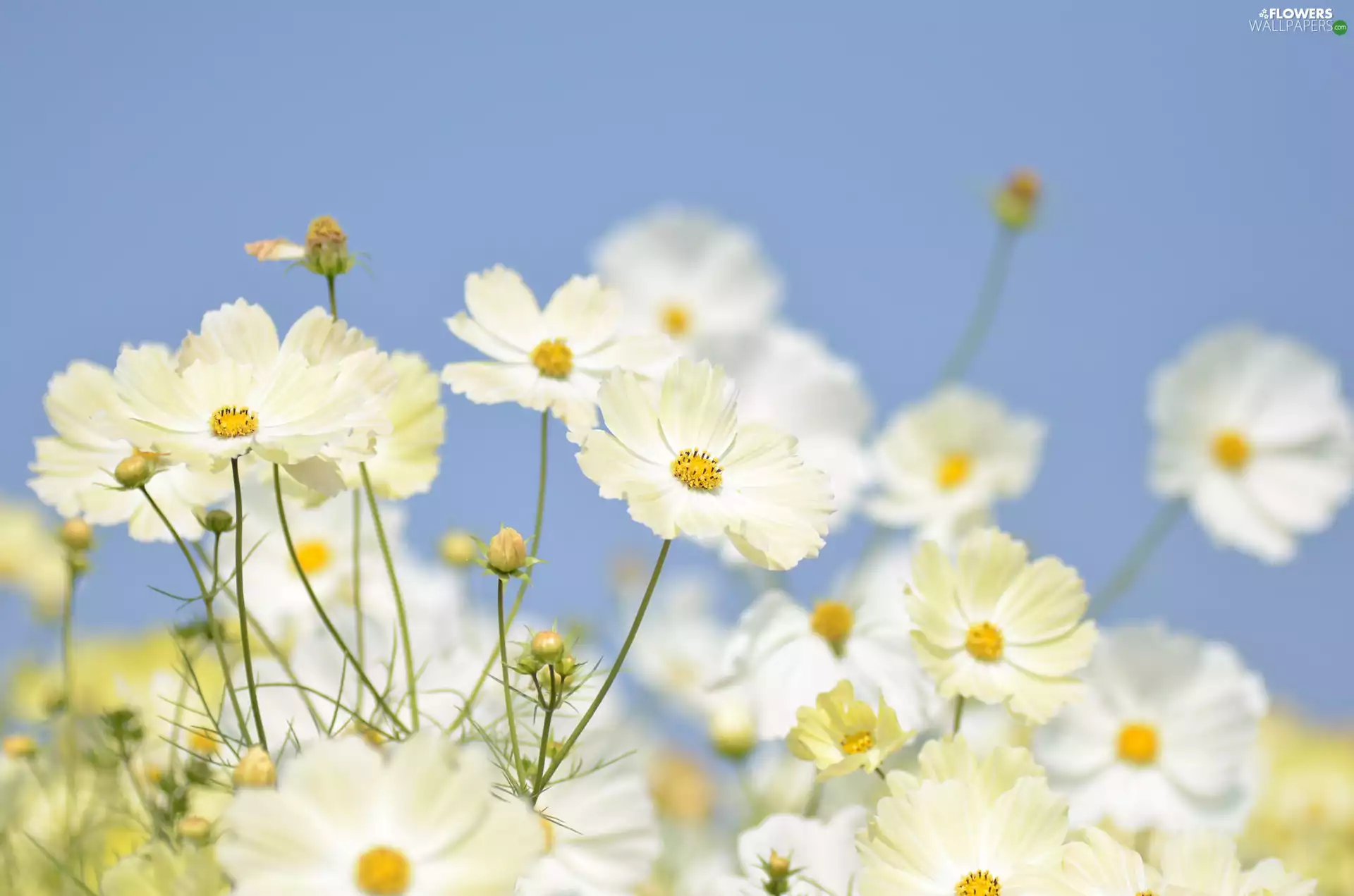 White, Cosmos, Sky, Flowers