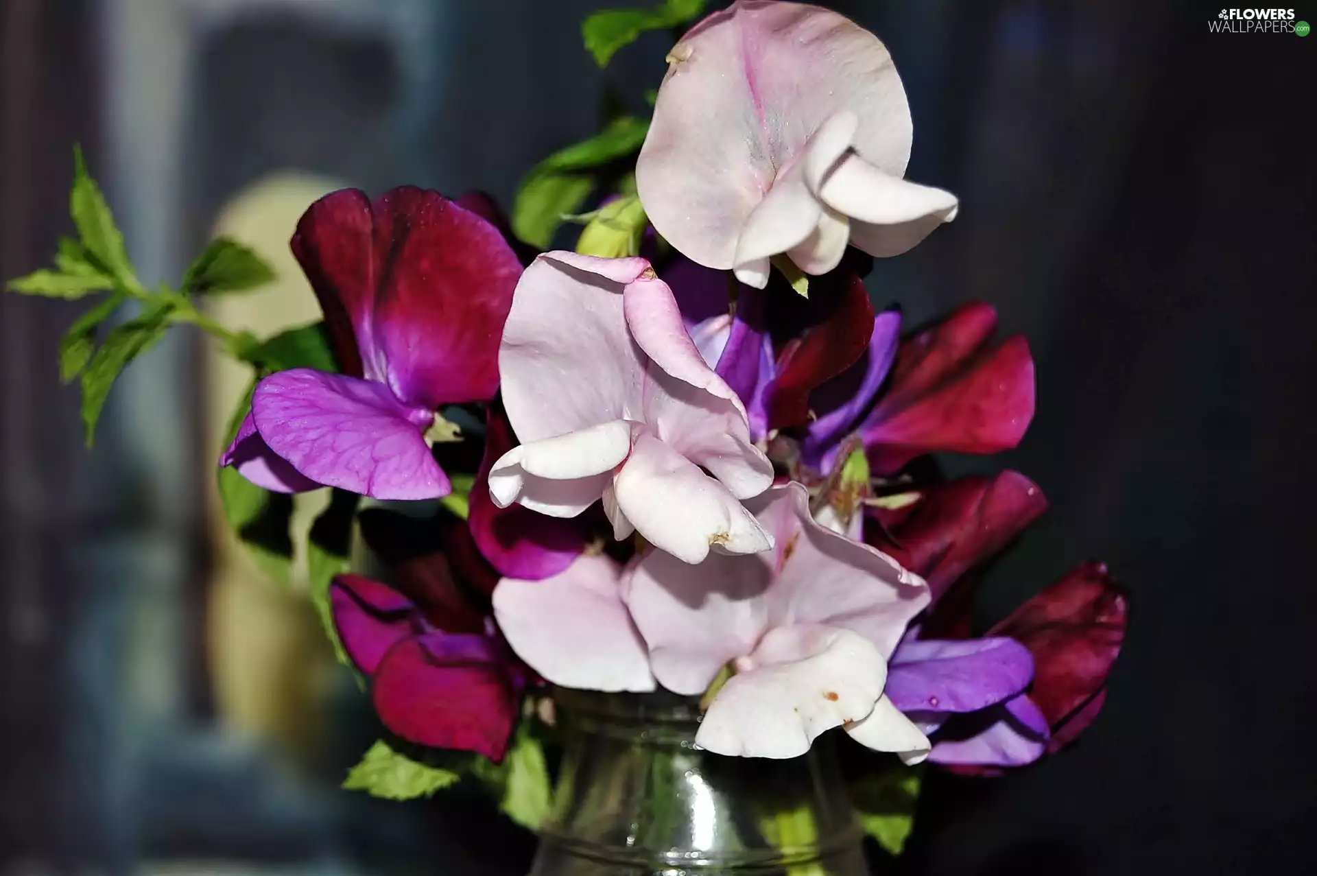 peas, small bunch, blur, fragrant