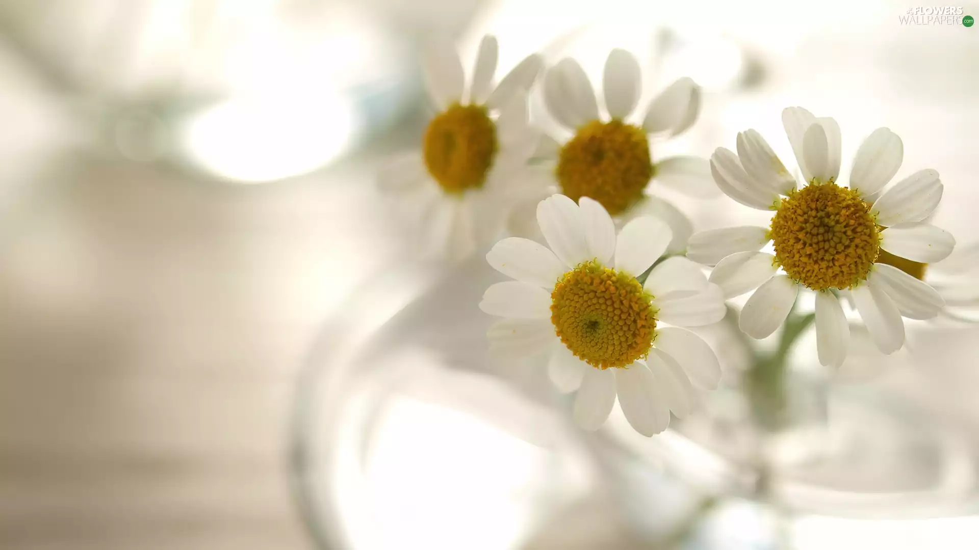 small bunch, Camomile