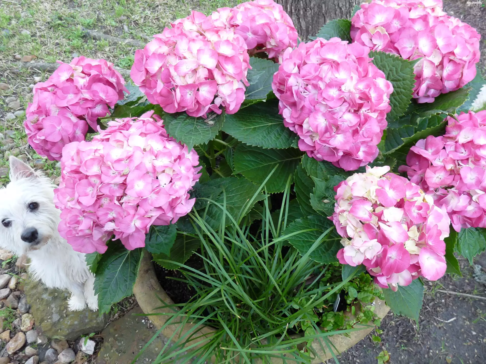 small, doggy, hydrangea, hidden, Pink