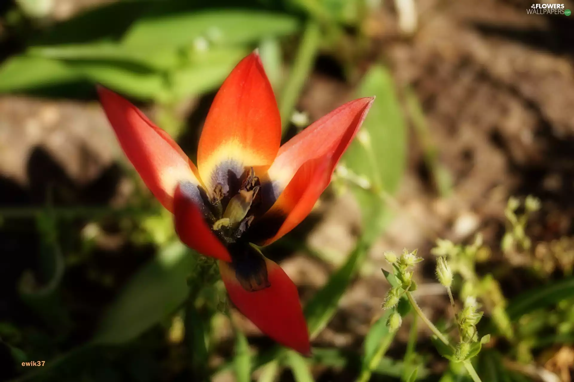 small, tulip