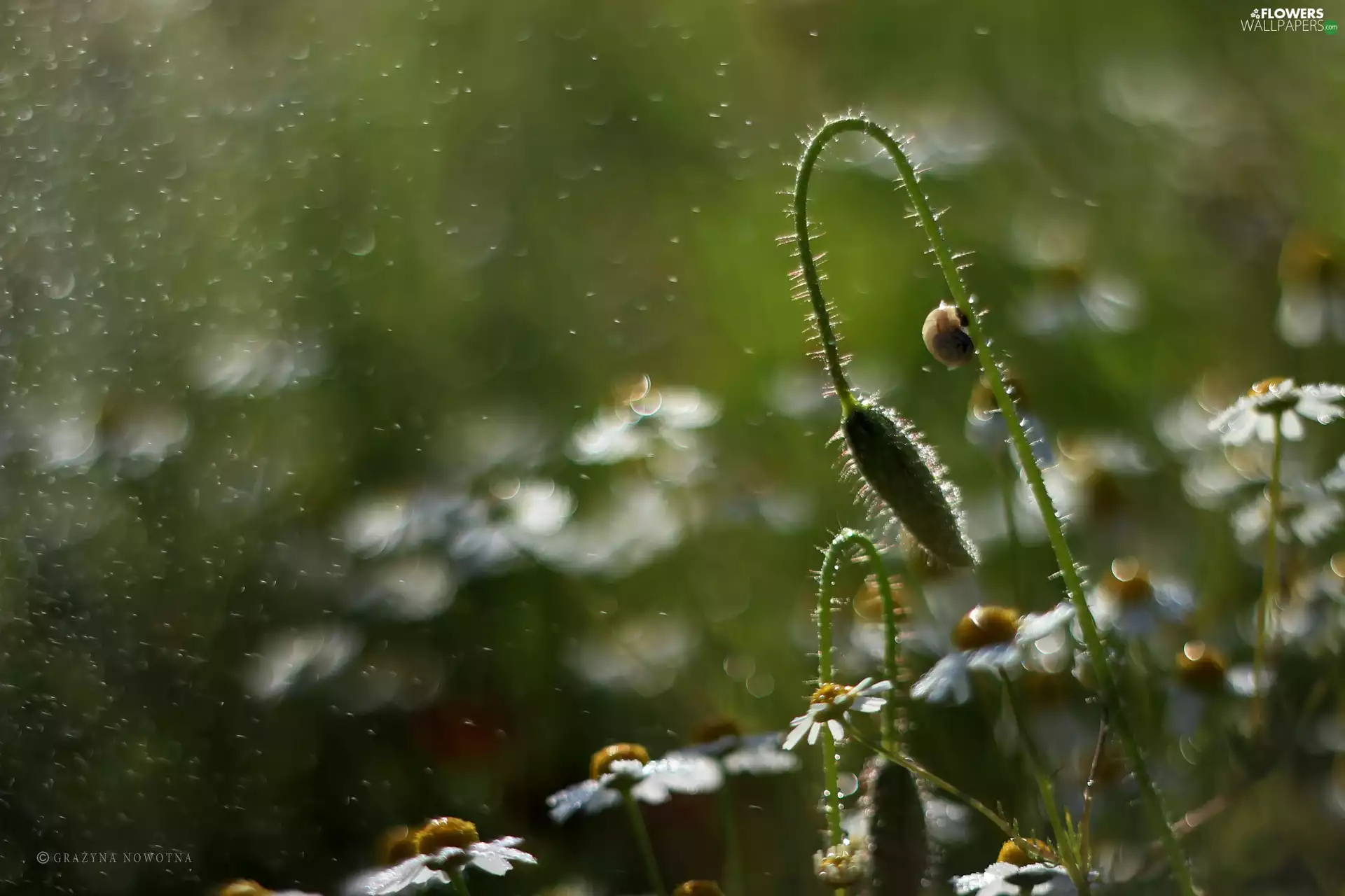 chamomile, drops, snail, bud
