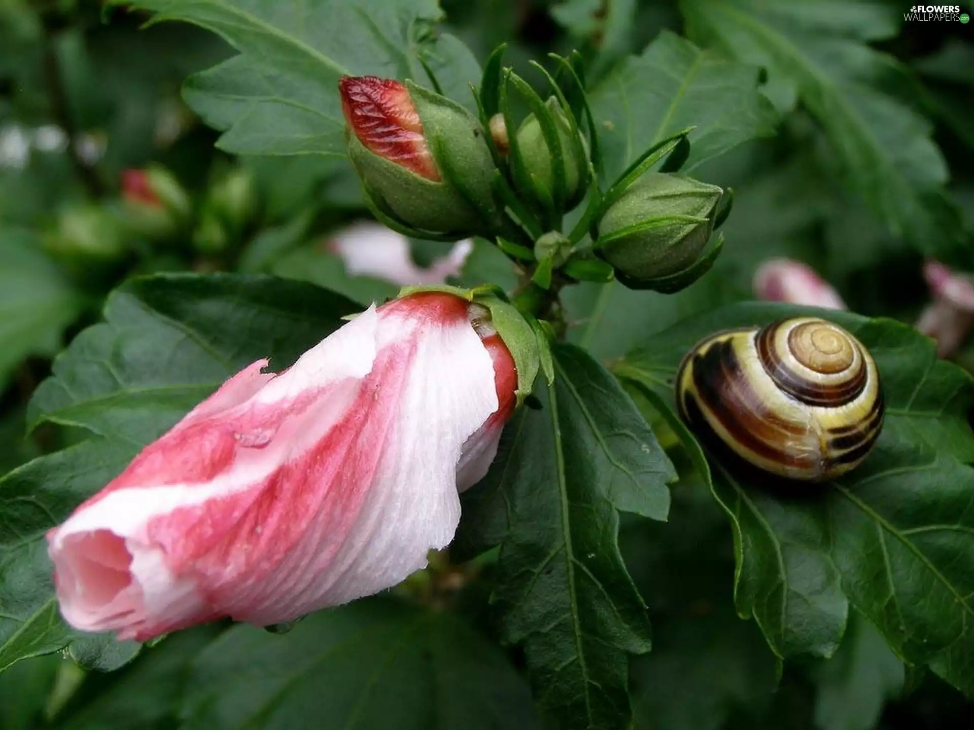 snail, hibiskus, garden