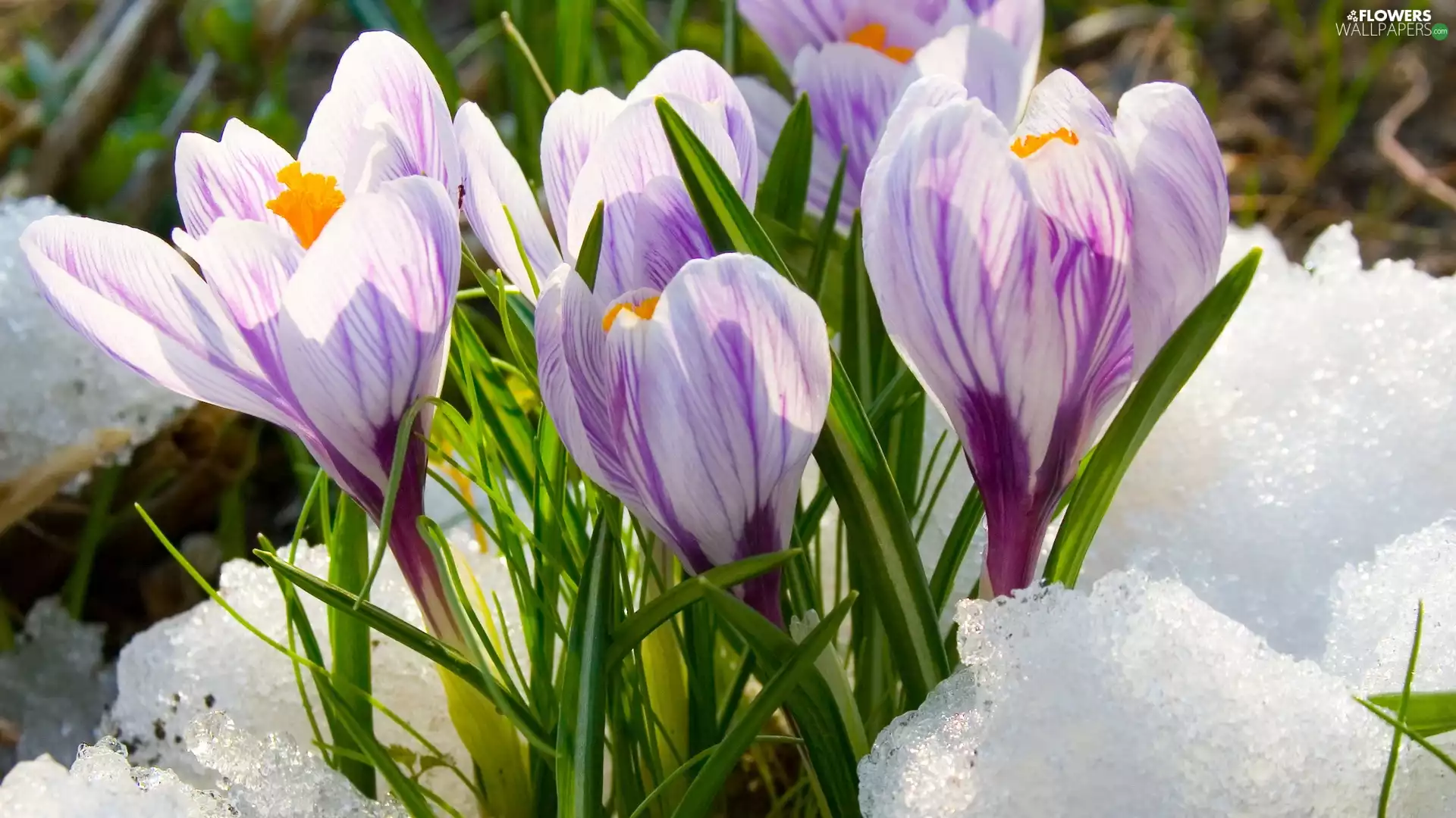 crocuses, snow