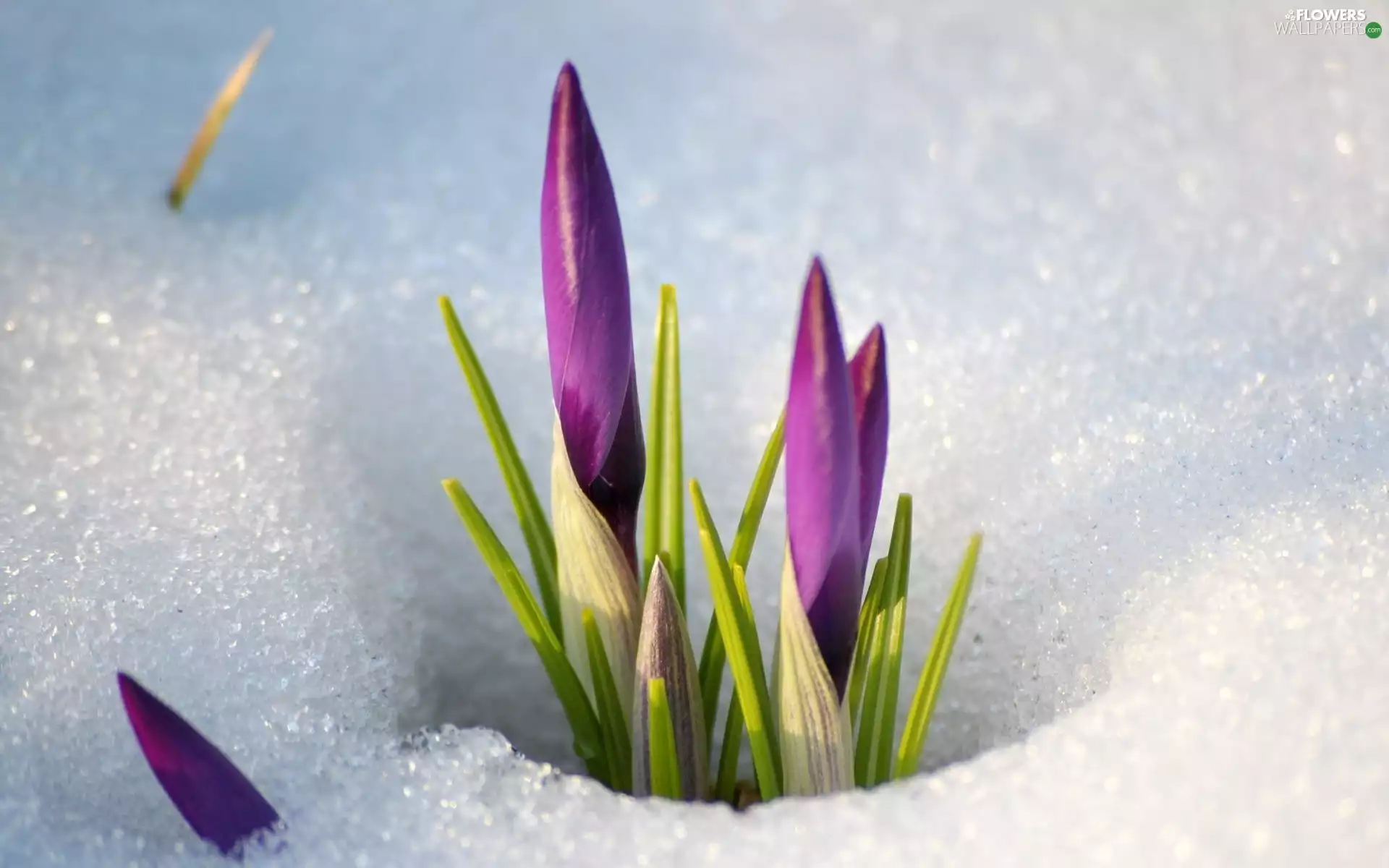 crocuses, snow