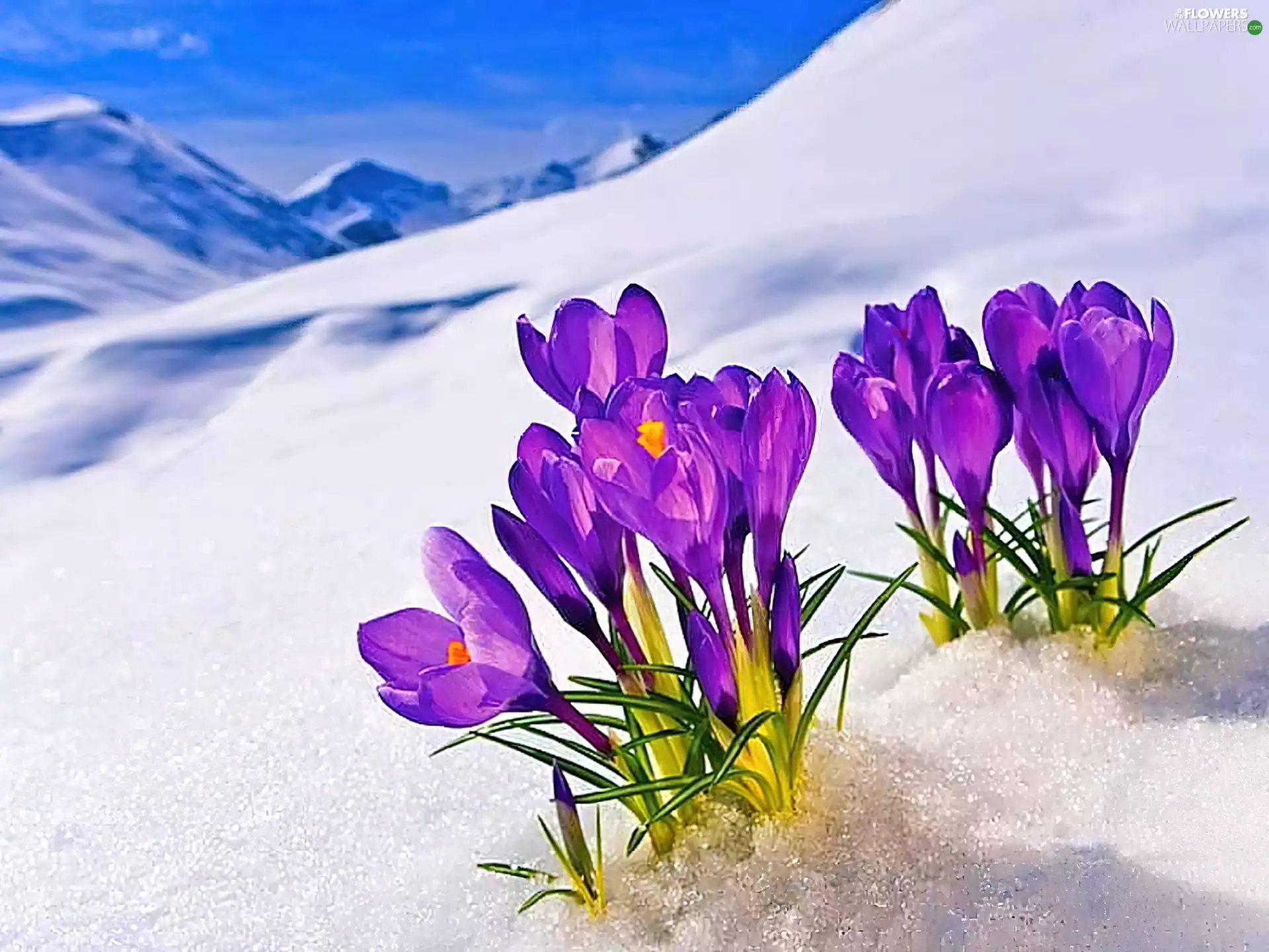 snow, purple, crocuses