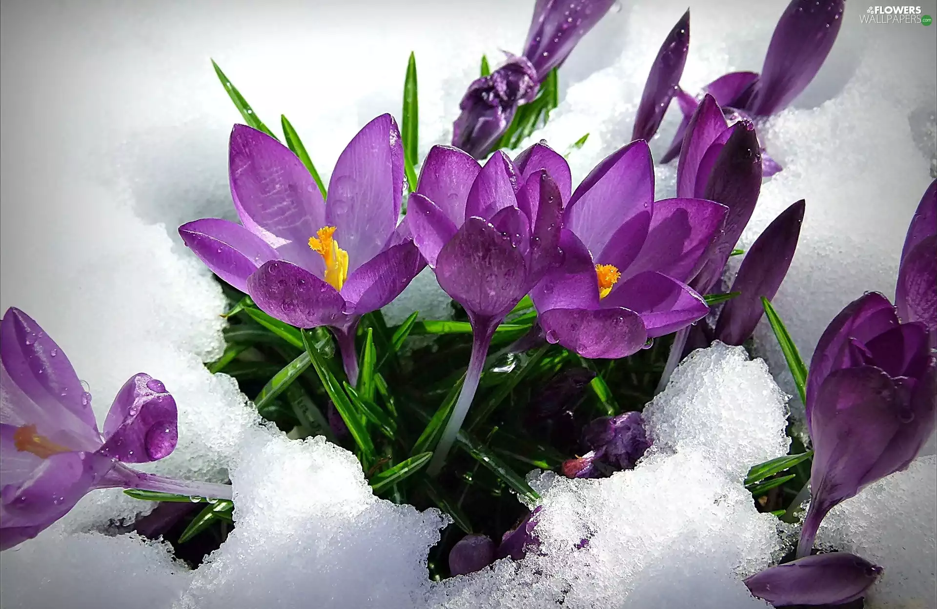 snow, purple, crocuses