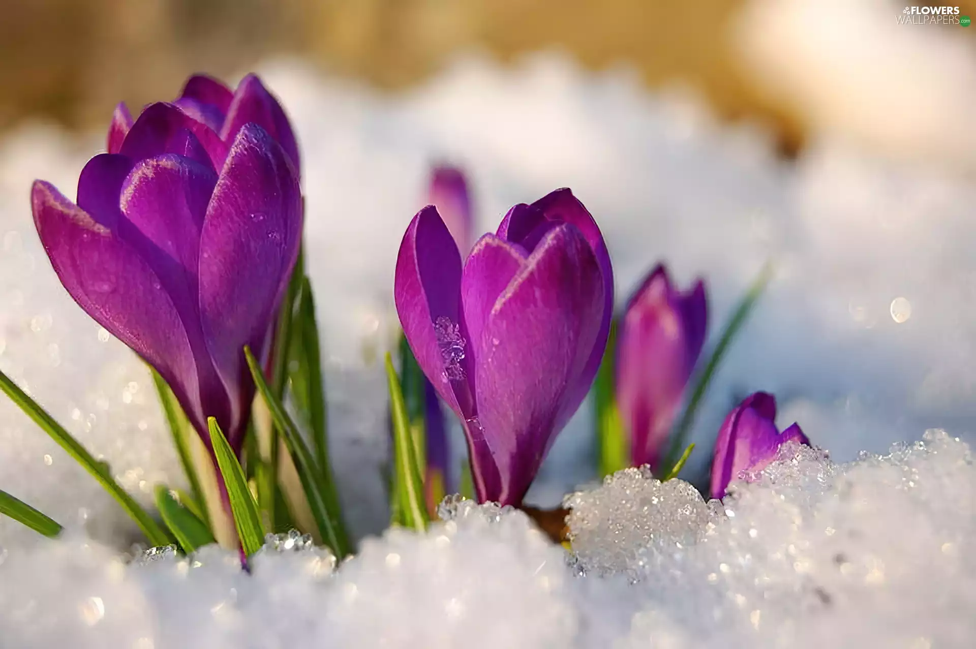 snow, purple, crocuses