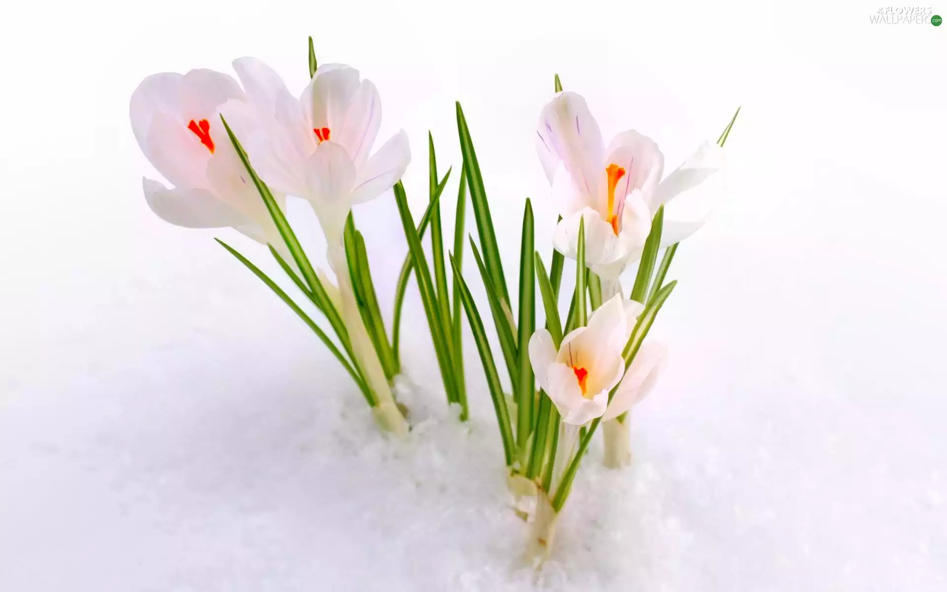 snow, White, crocuses