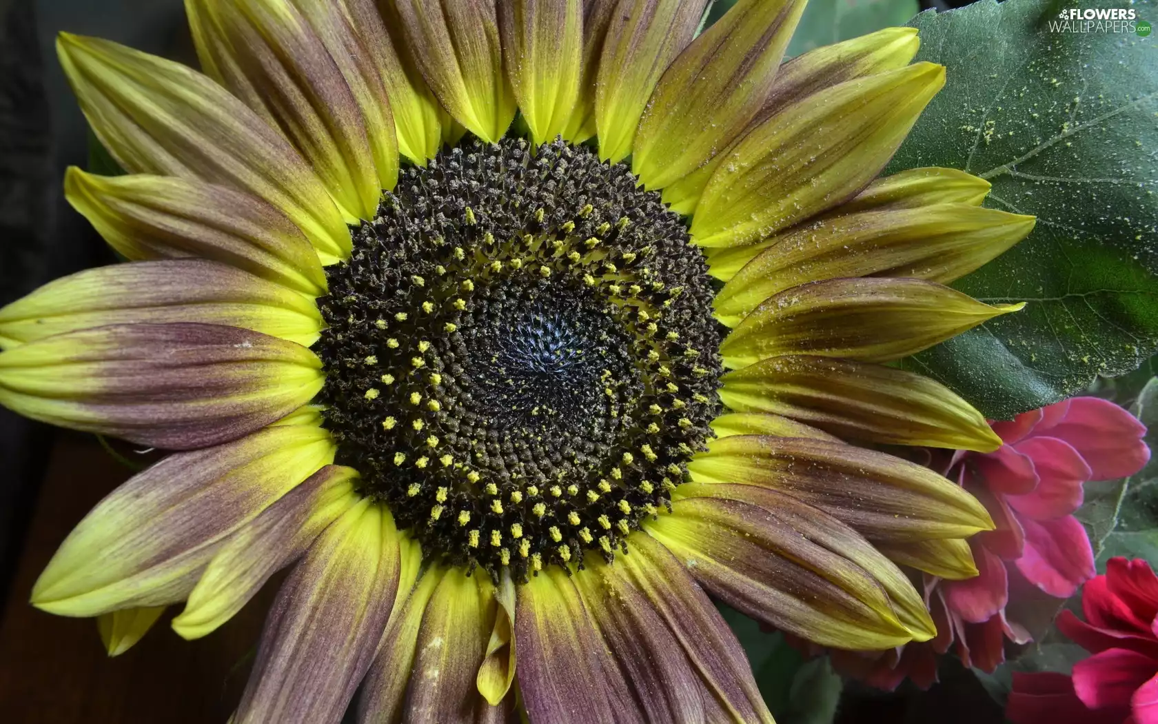 Colourfull Flowers, sprinkle, snow, Sunflower