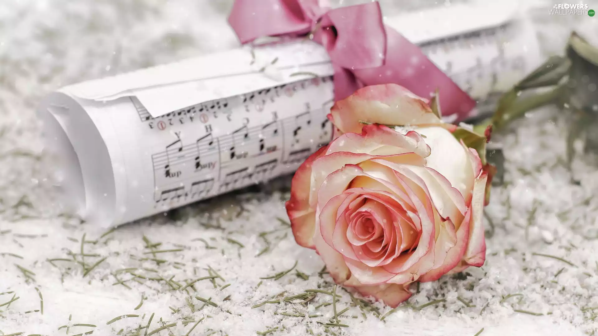 Tunes, roll, rose, snow, Colourfull Flowers