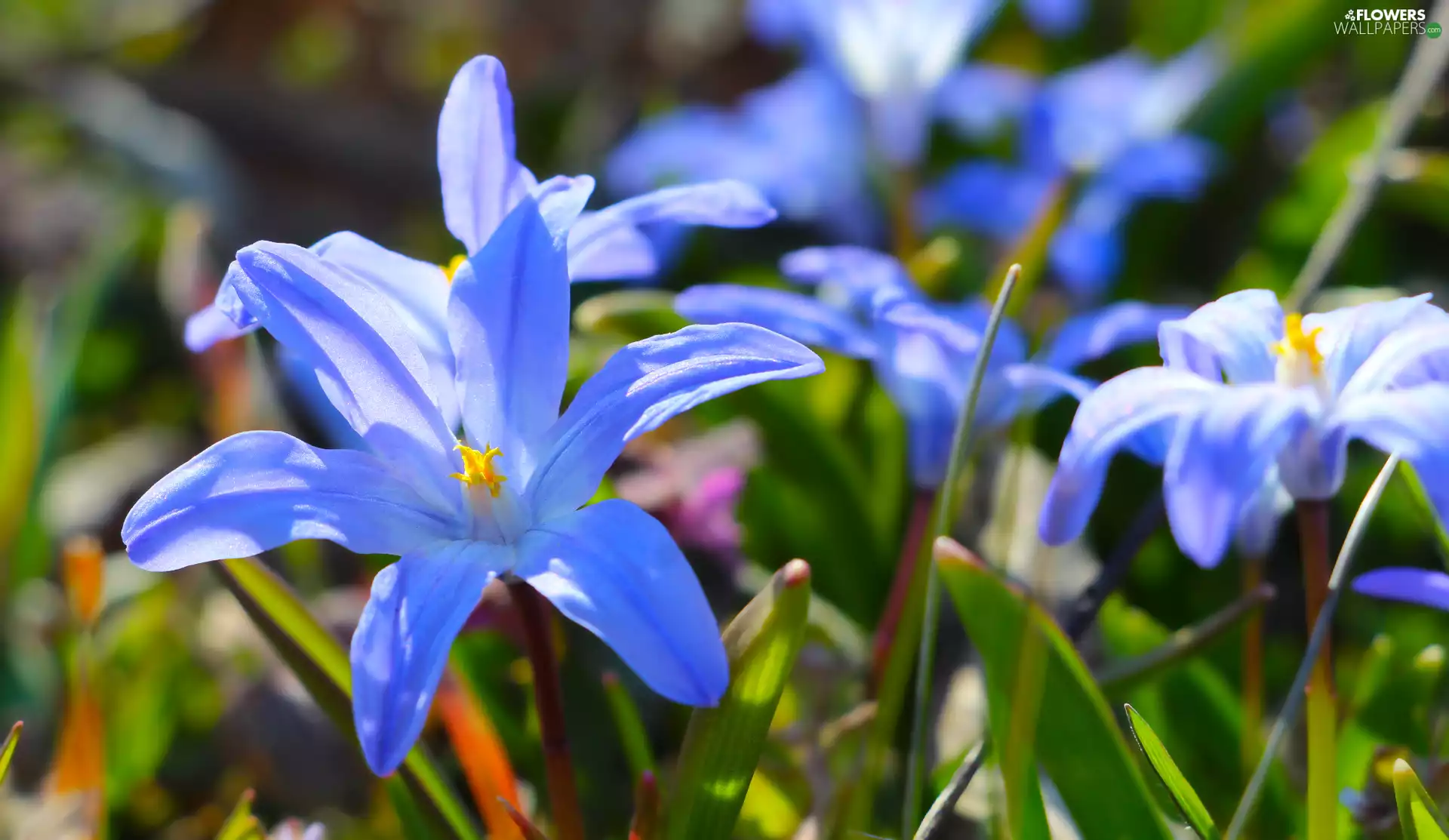 glory of the snow, Blue, Flowers