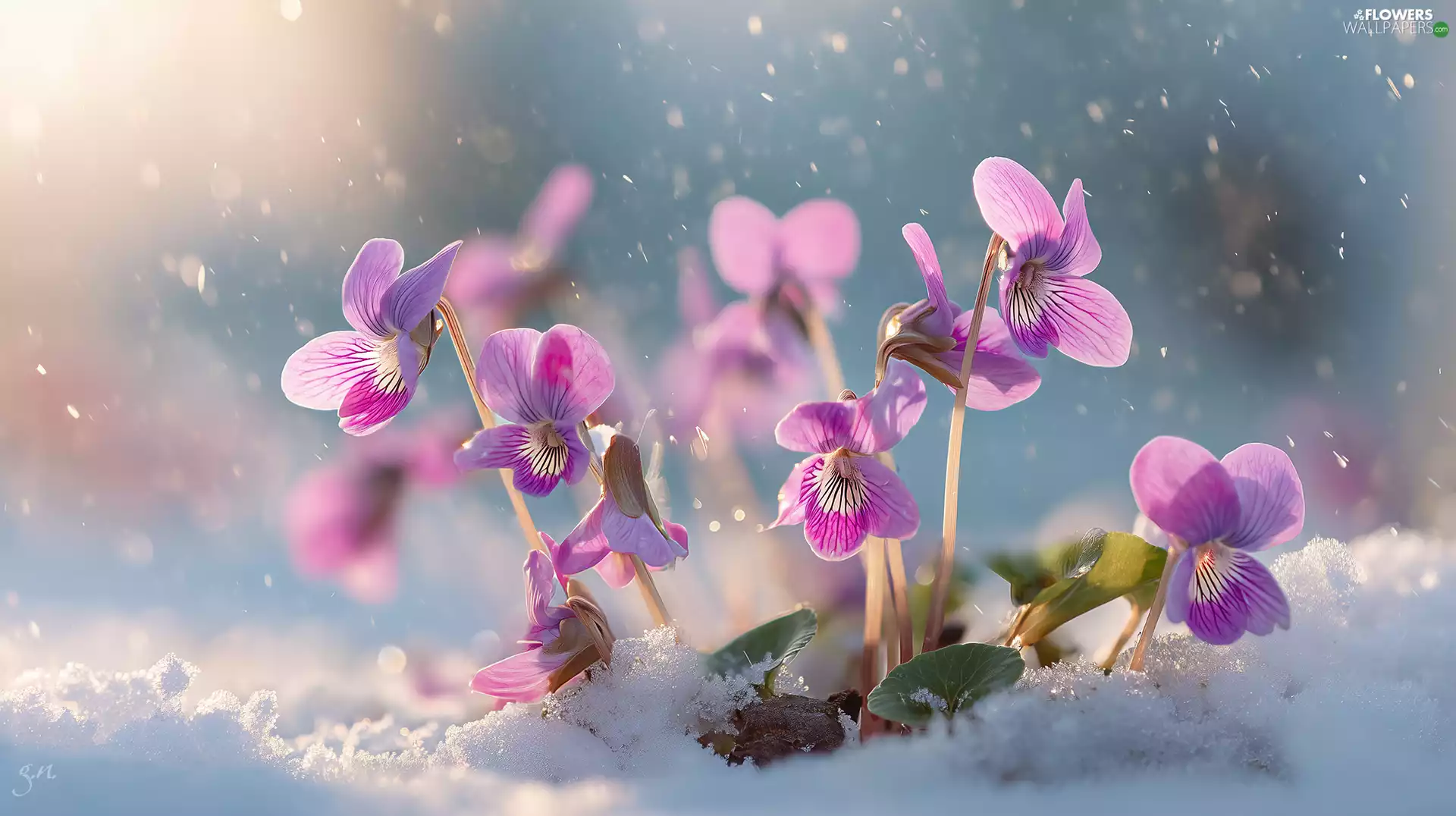 Pink, snow, graphics, fragrant violets