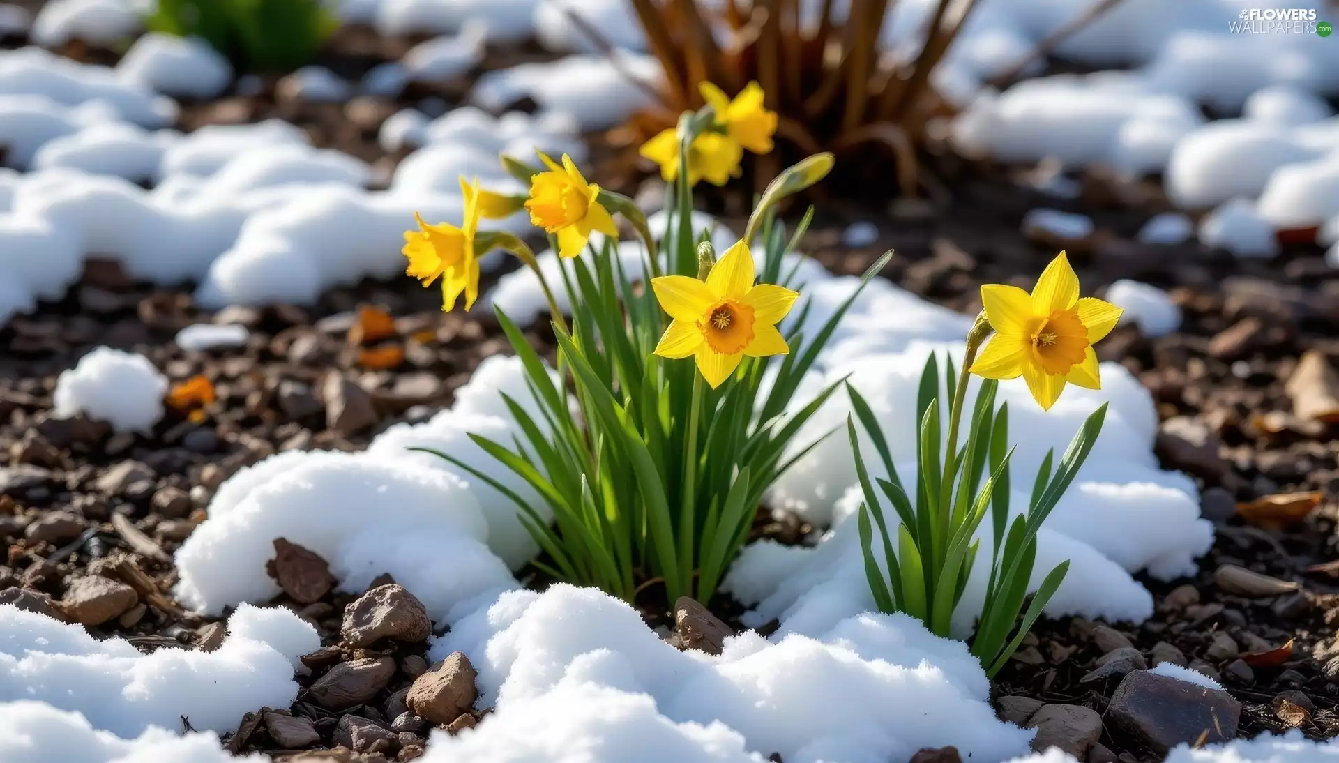 snow, Yellow, Jonquil