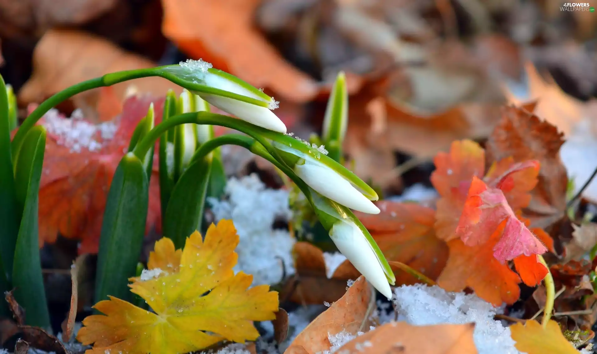 snow, snowdrops, Leaf