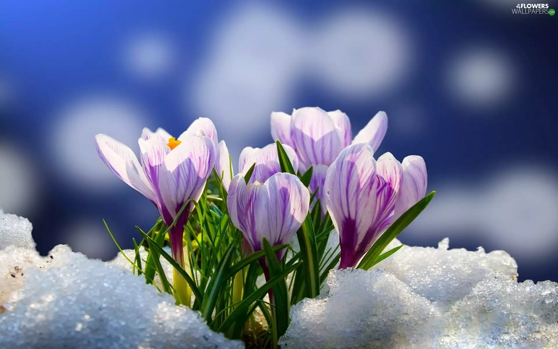 sun, crocuses, luminosity, snow, flash, ligh