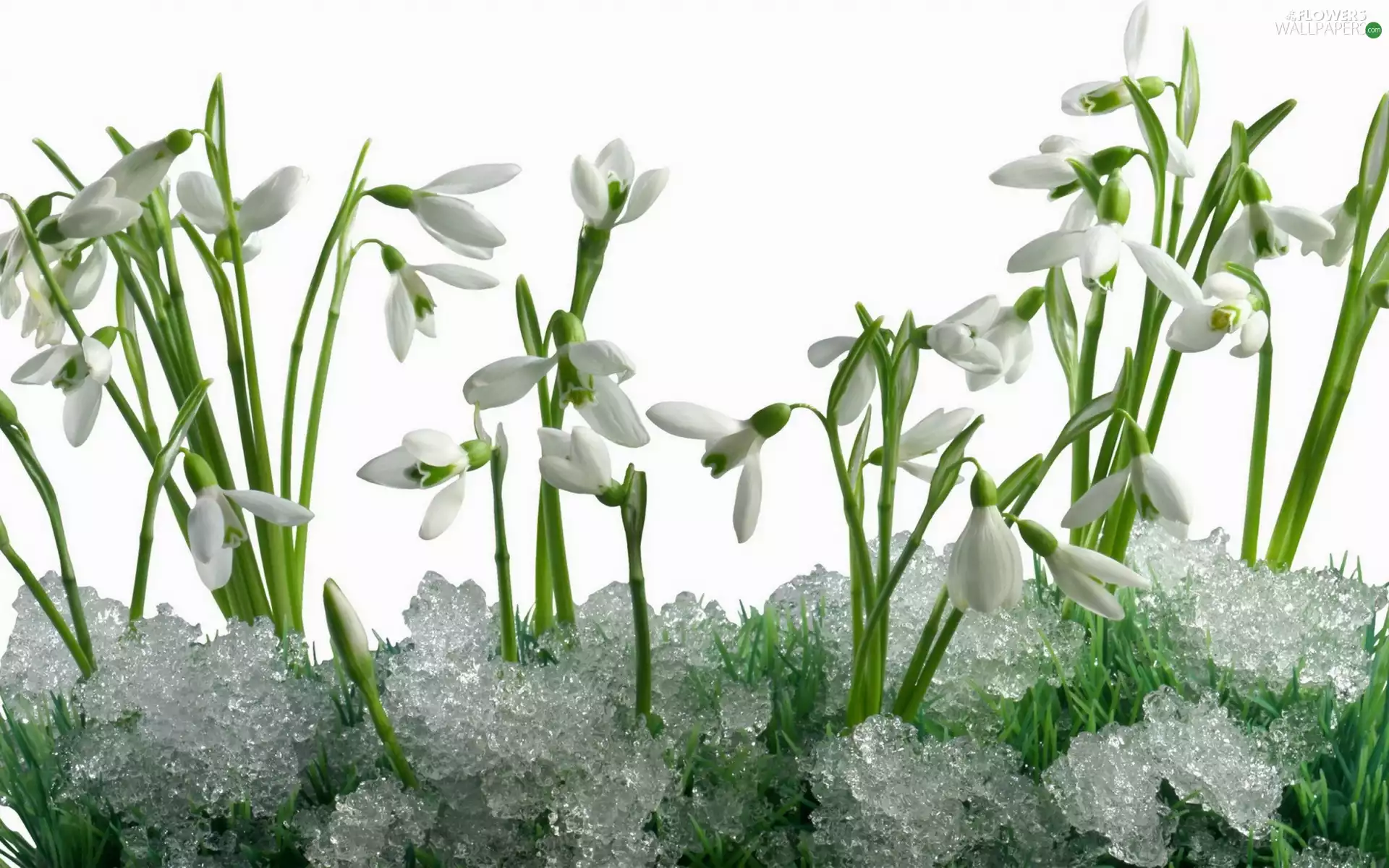 snow, snowdrops, melting