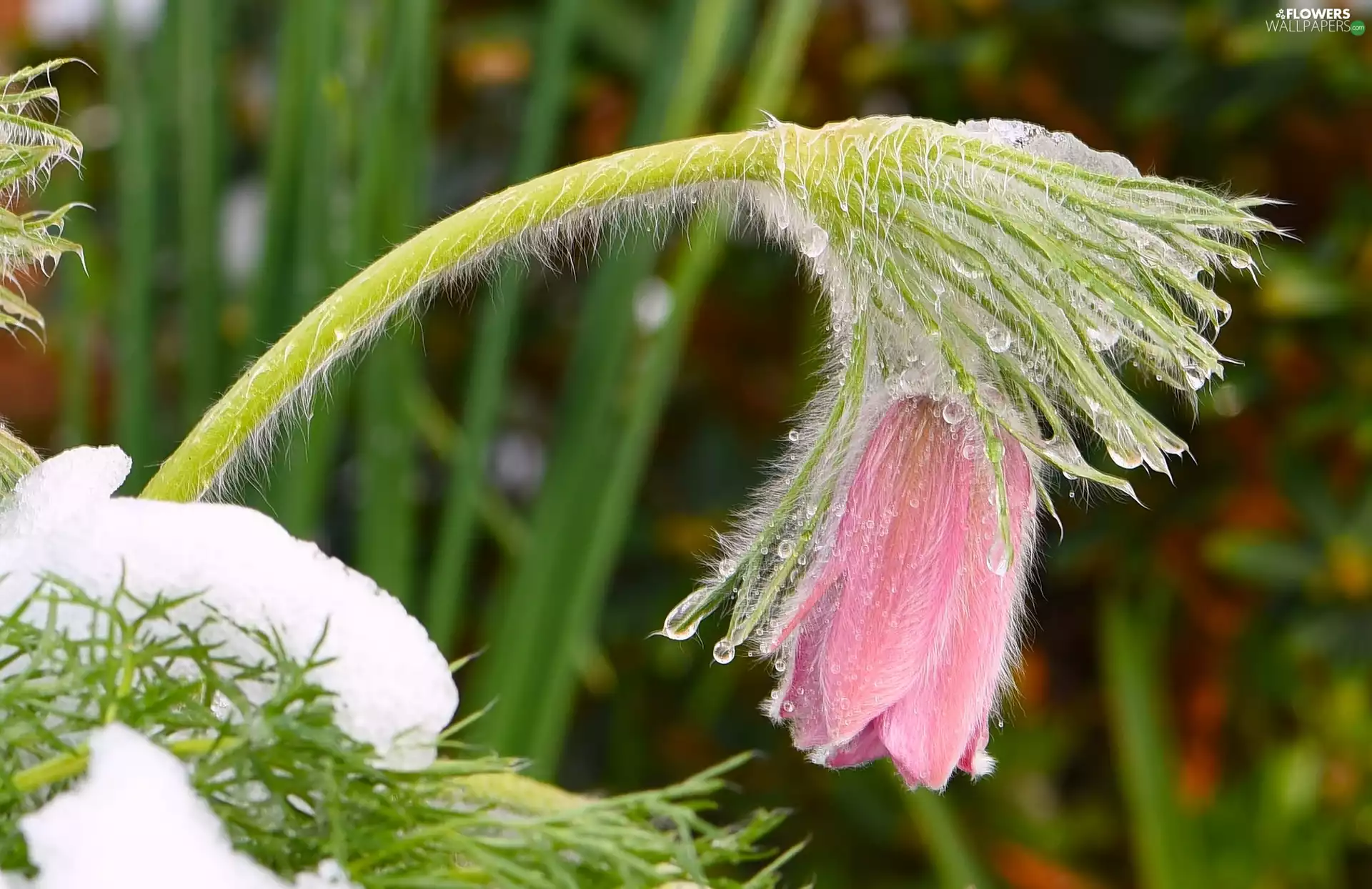 snow, Pink, pasque