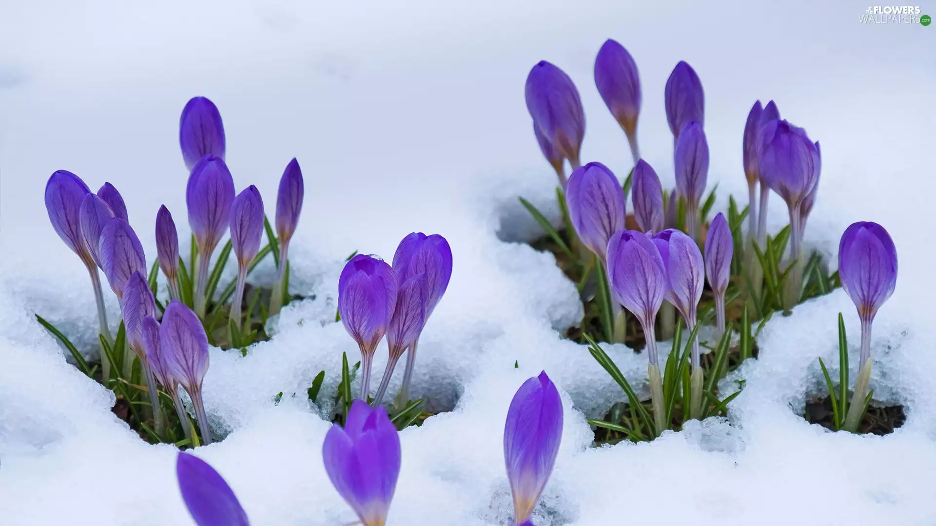 Buds, snow, purple, crocuses, Flowers
