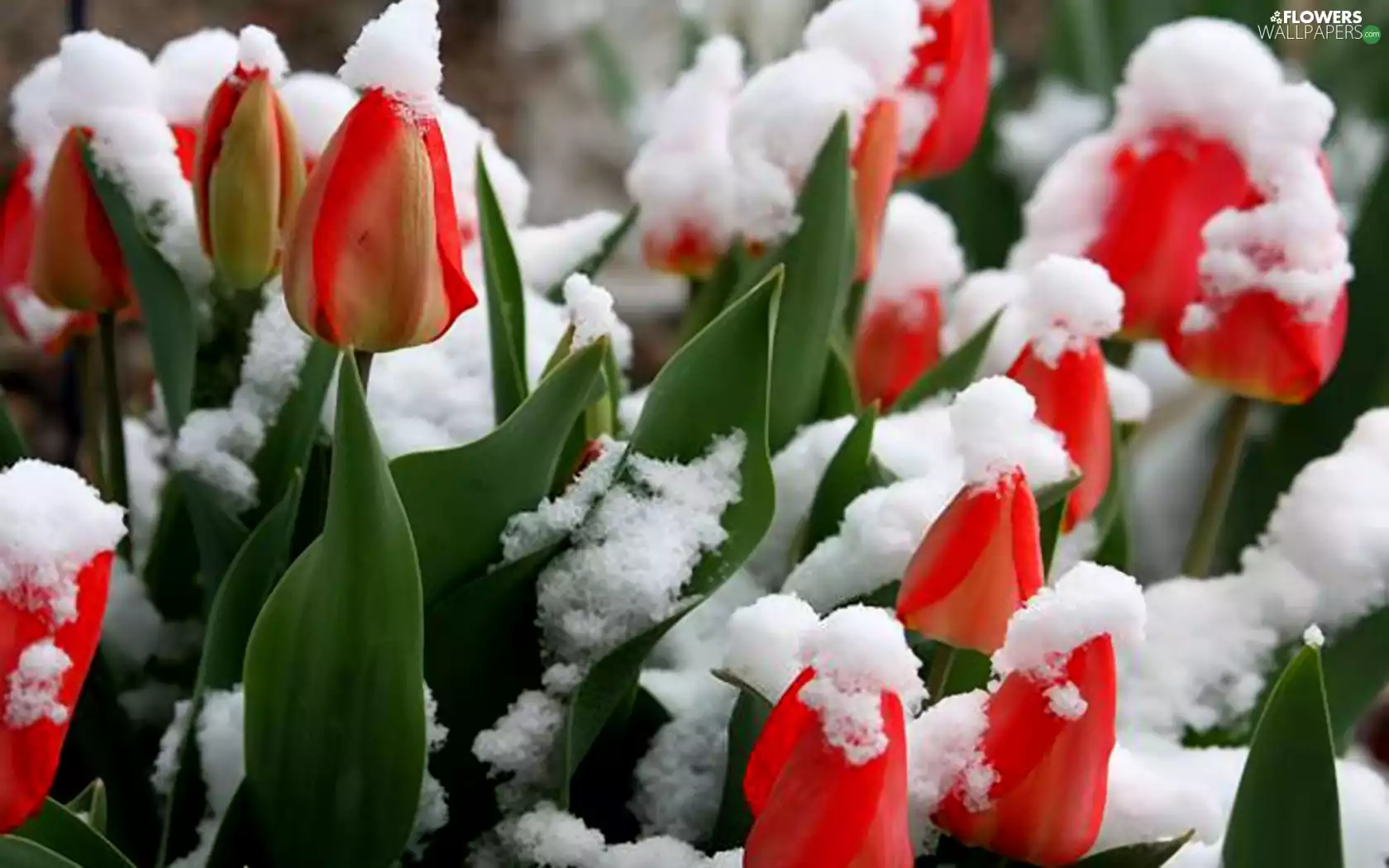 Red, Covered, snow, Tulips