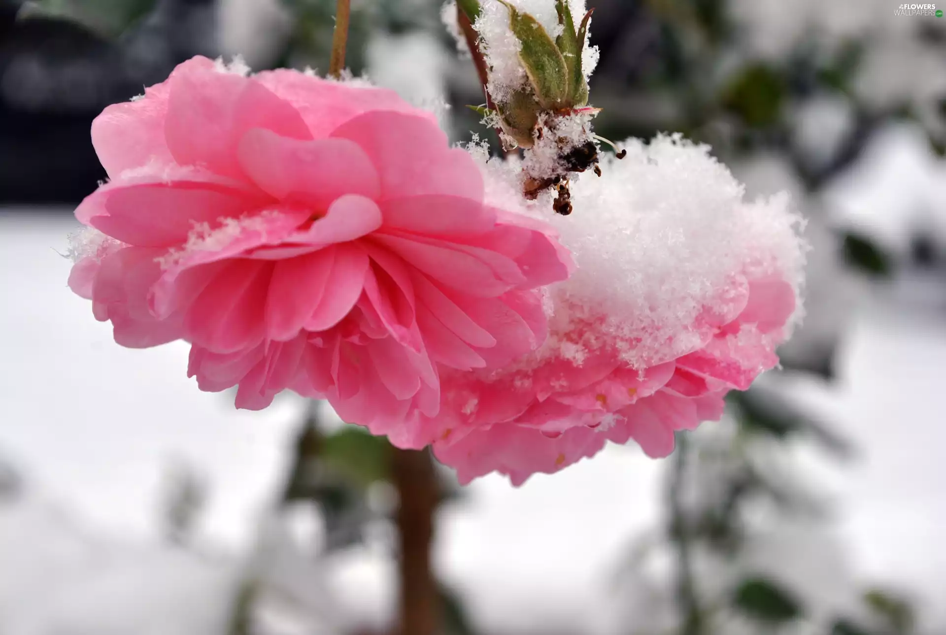 snow, Pink, roses