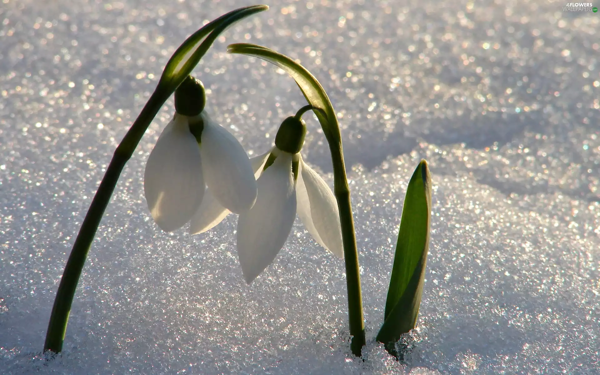 snowdrops, snow