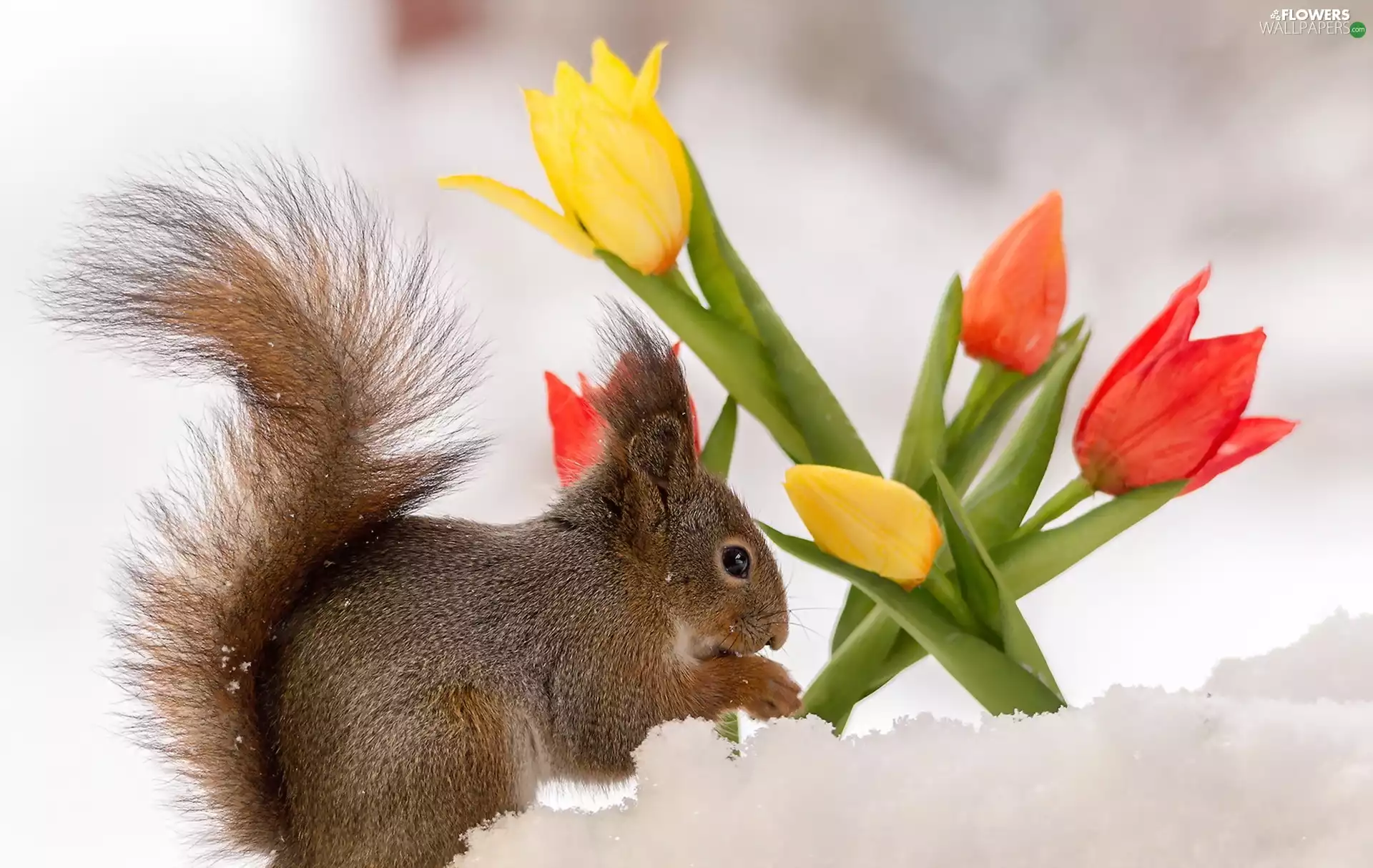 snow, Tulips, squirrel