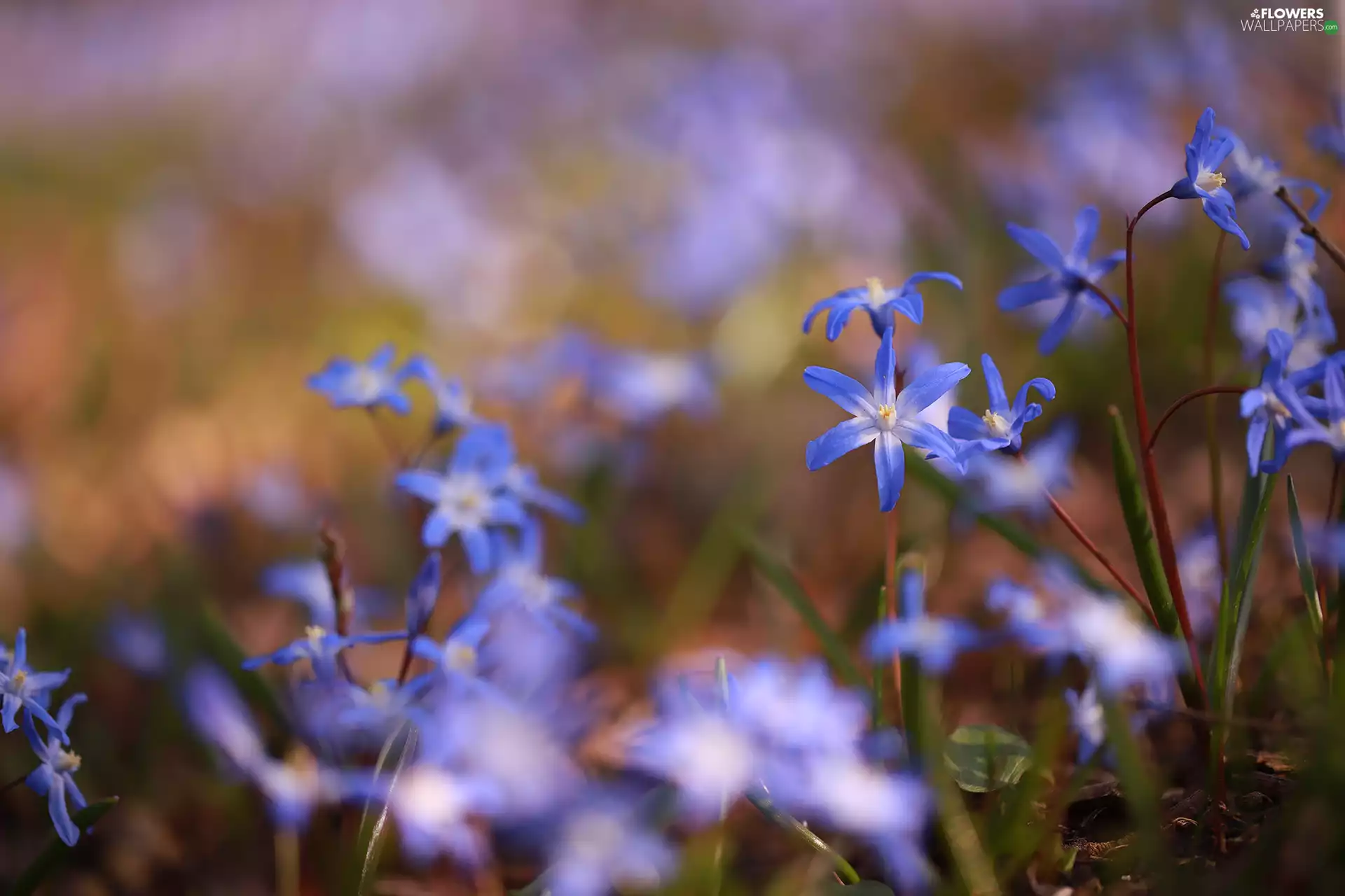 Glory of the Snow, Flowers, Spring, Blue