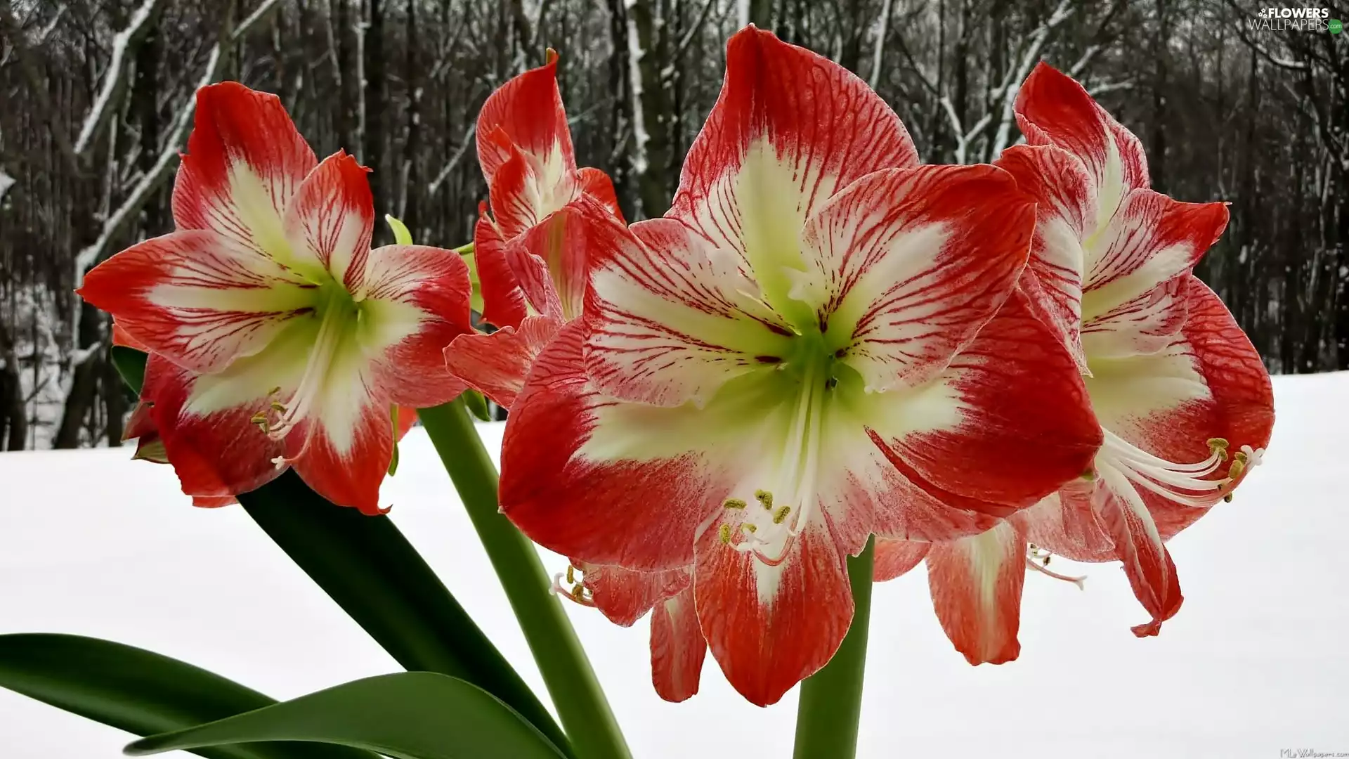 snow, amaryllis, winter