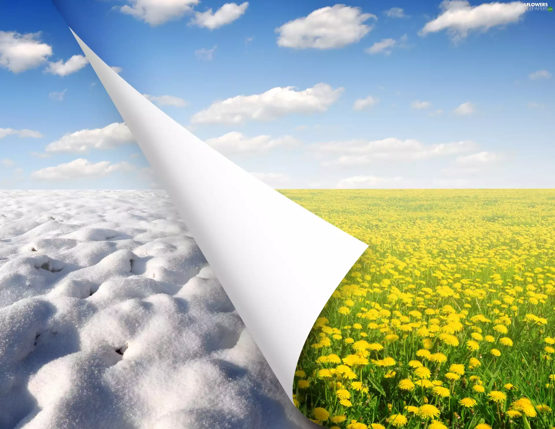 Meadow, Common Dandelion, snow, Spring, winter
