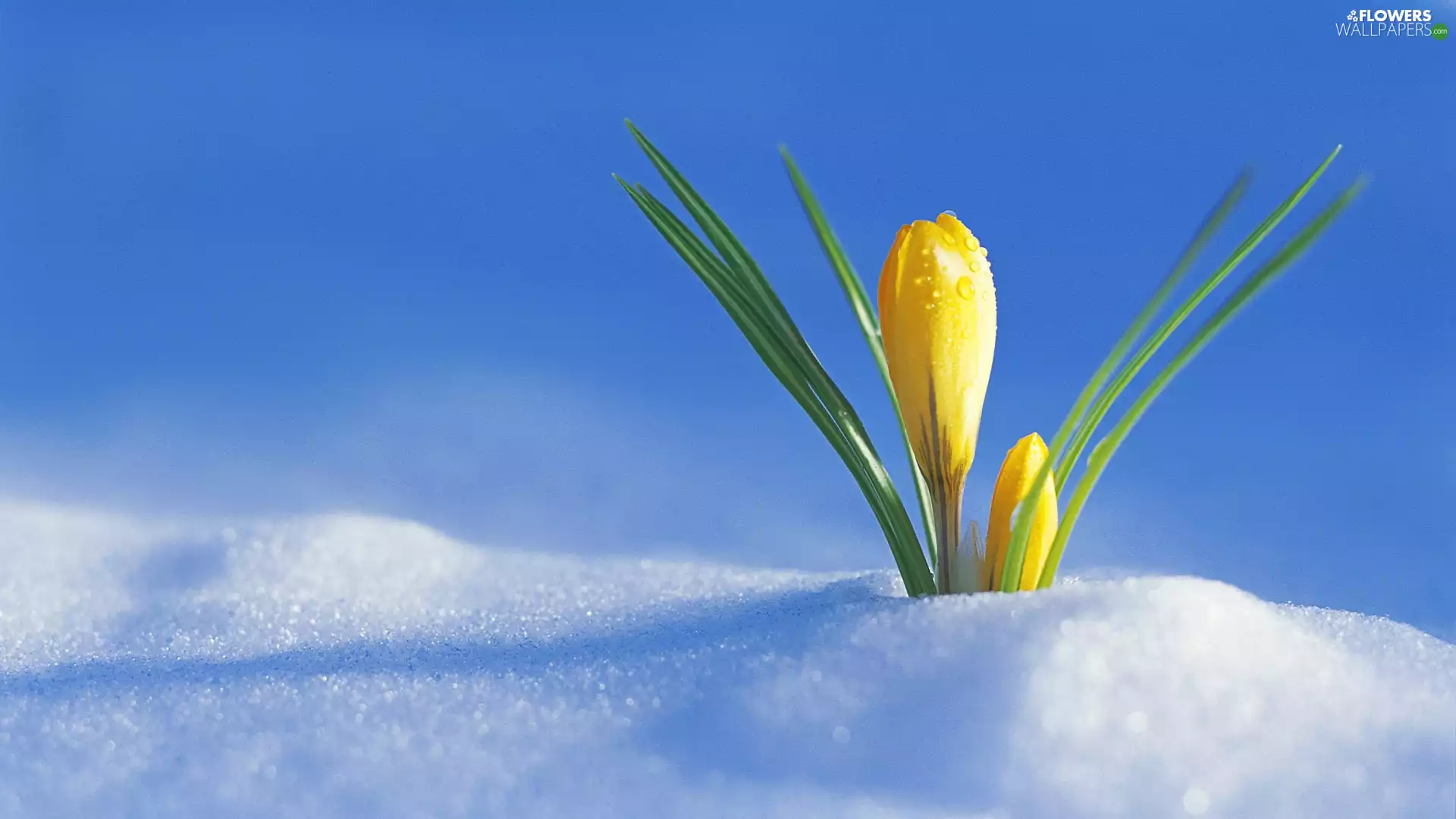 snow, crocus, Yellow