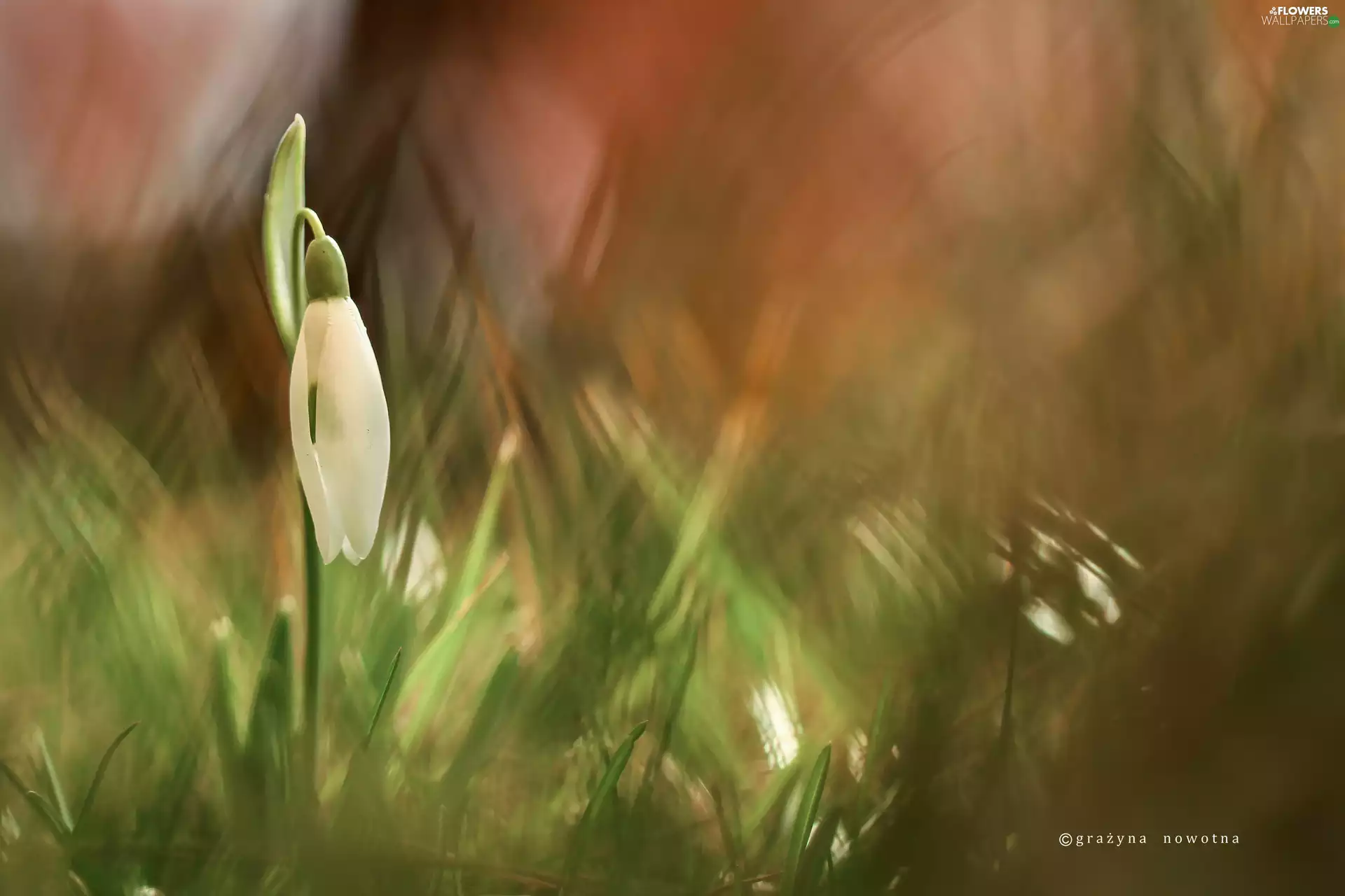 Colourfull Flowers, White, Snowdrop
