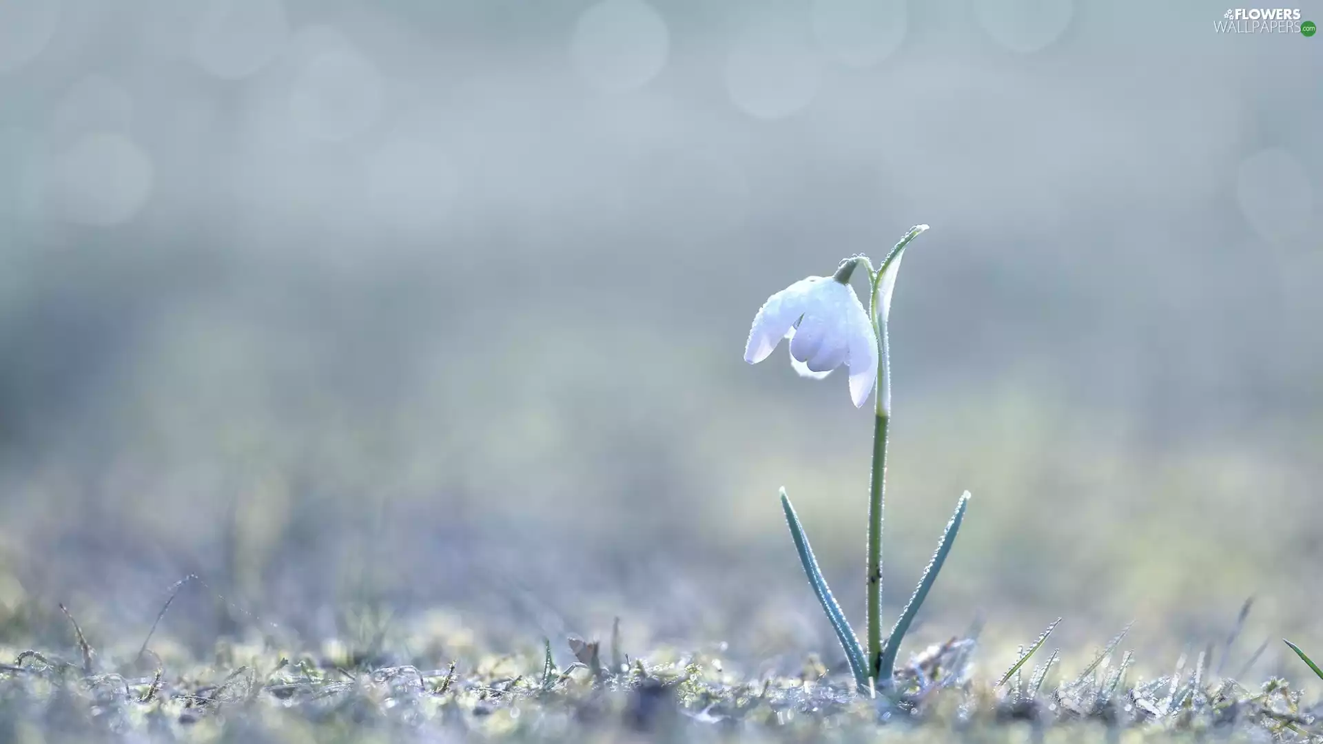 lonely, Snowdrop