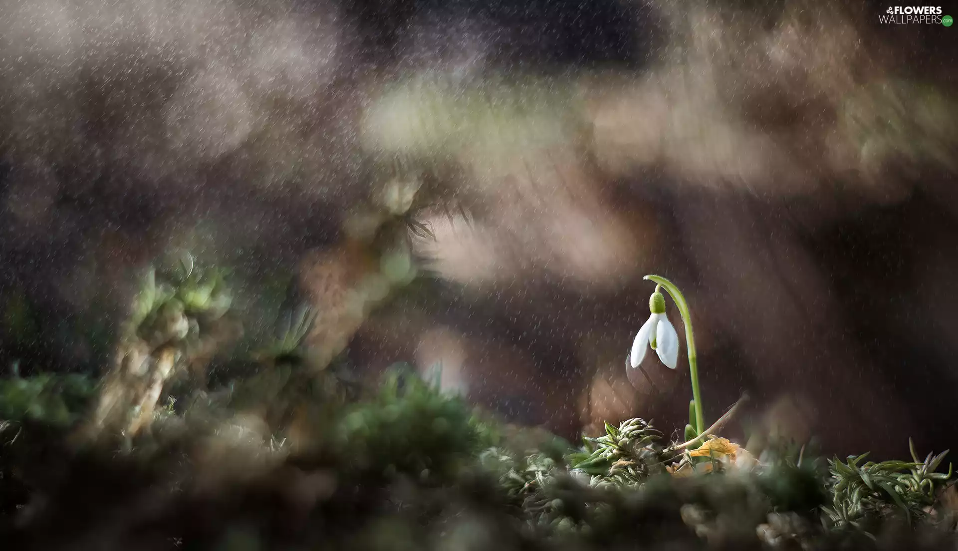 Rain, Colourfull Flowers, Snowdrop