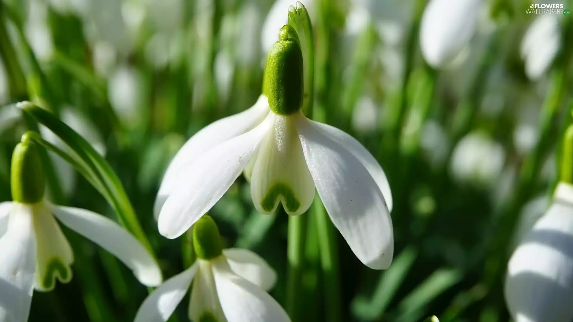 rapprochement, Colourfull Flowers, Snowdrop