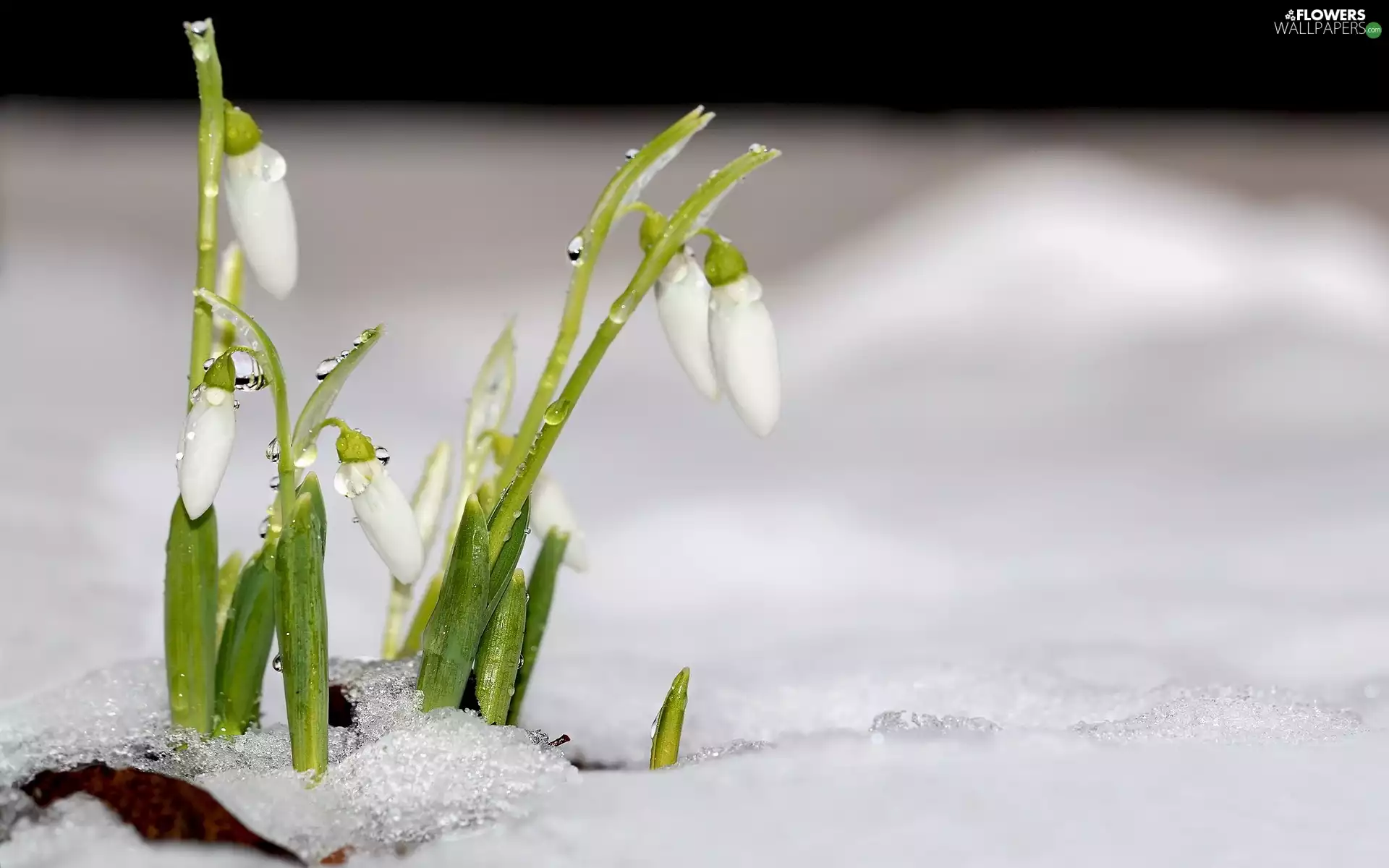 Snowdrop