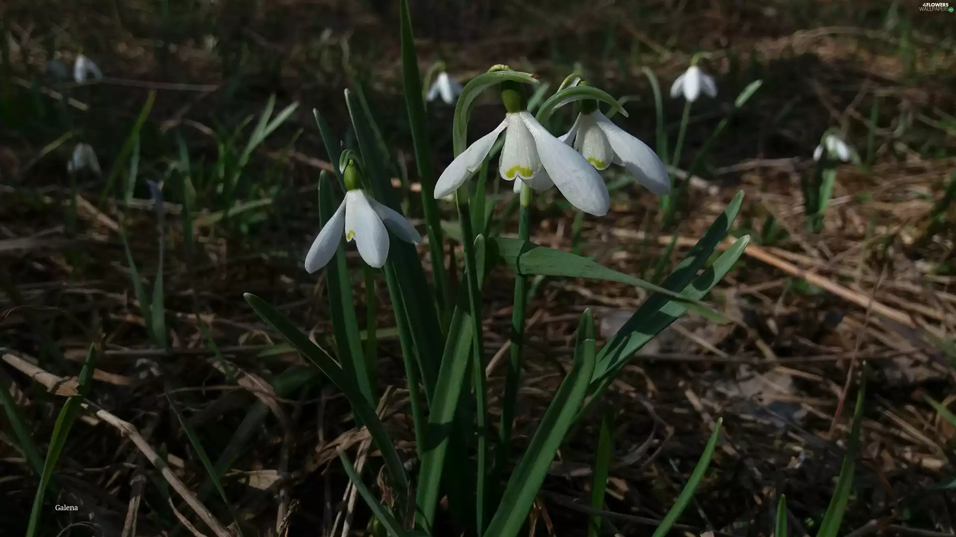 snowdrops