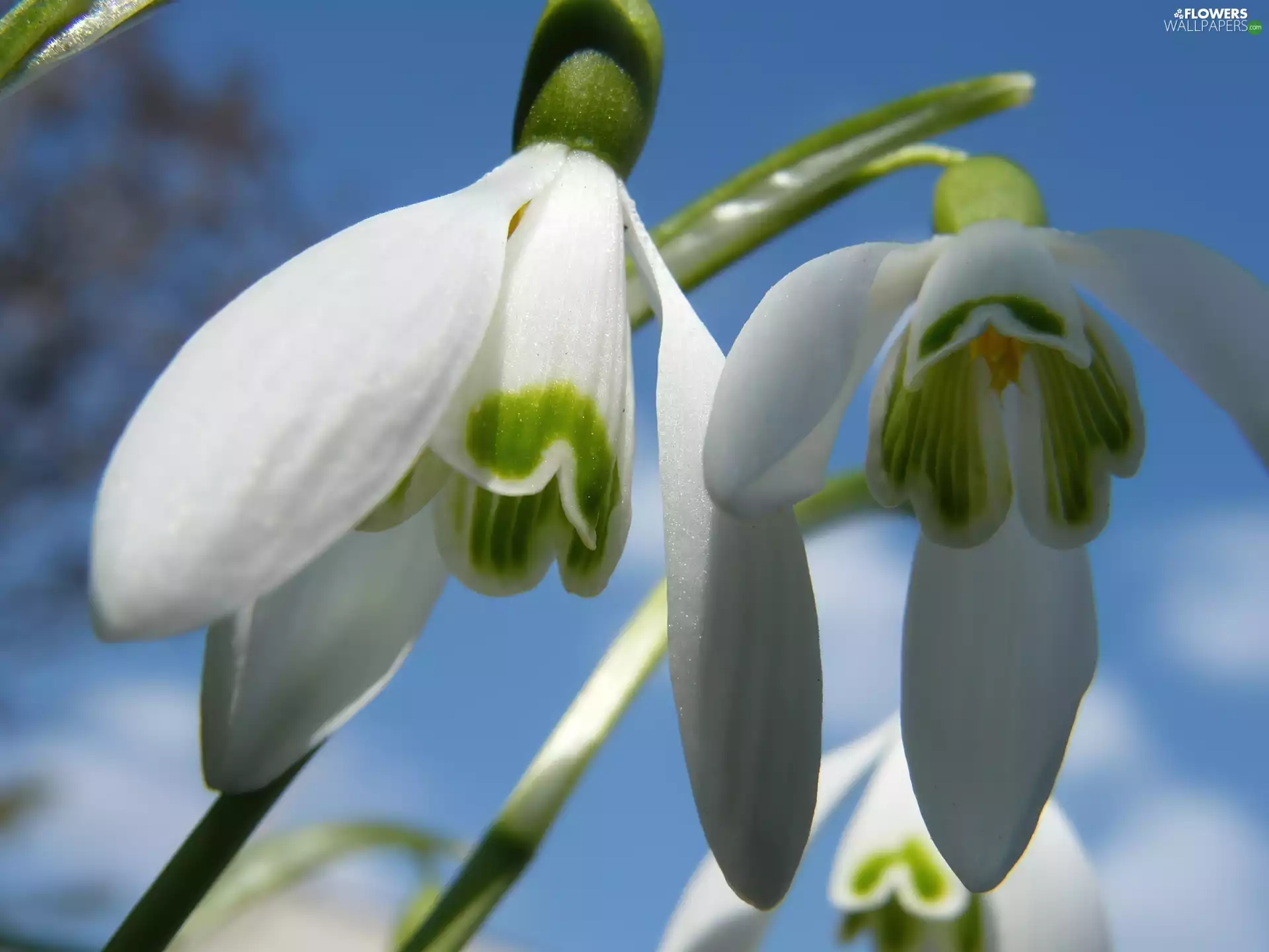 snowdrops