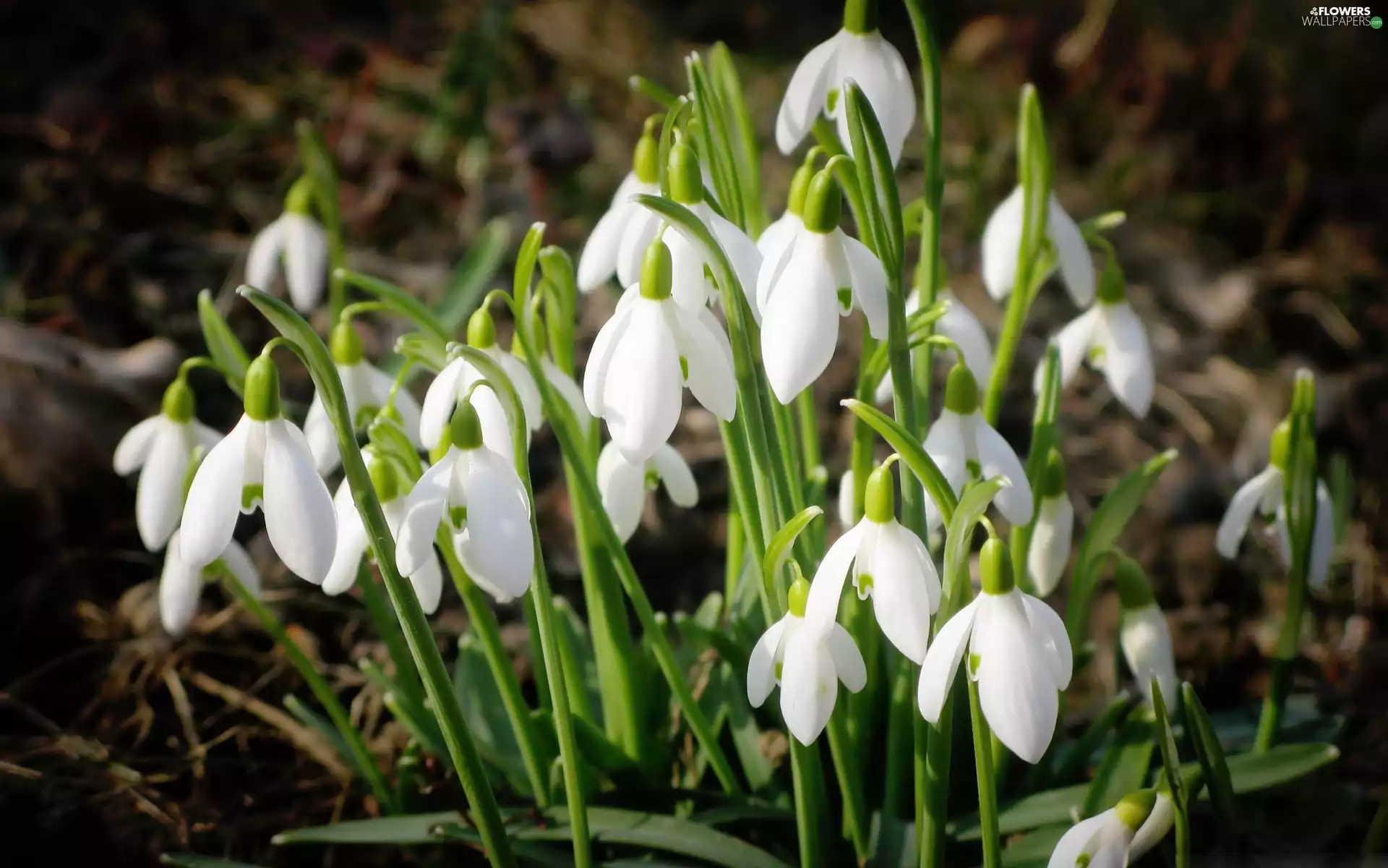 snowdrops