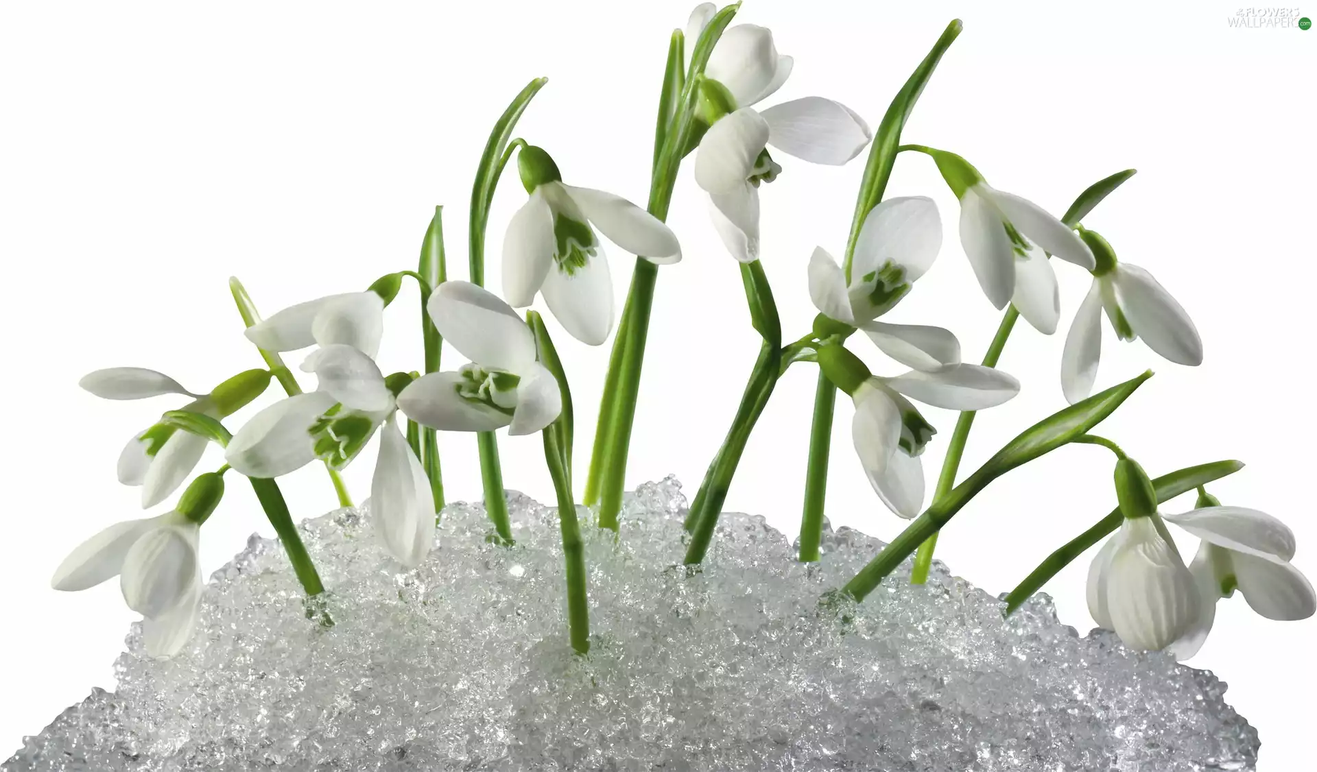 snowdrops