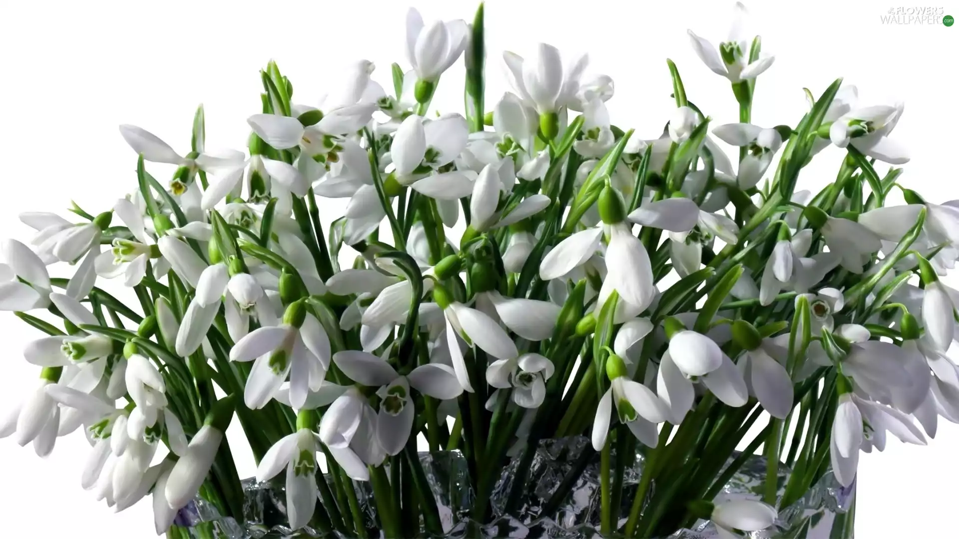 snowdrops