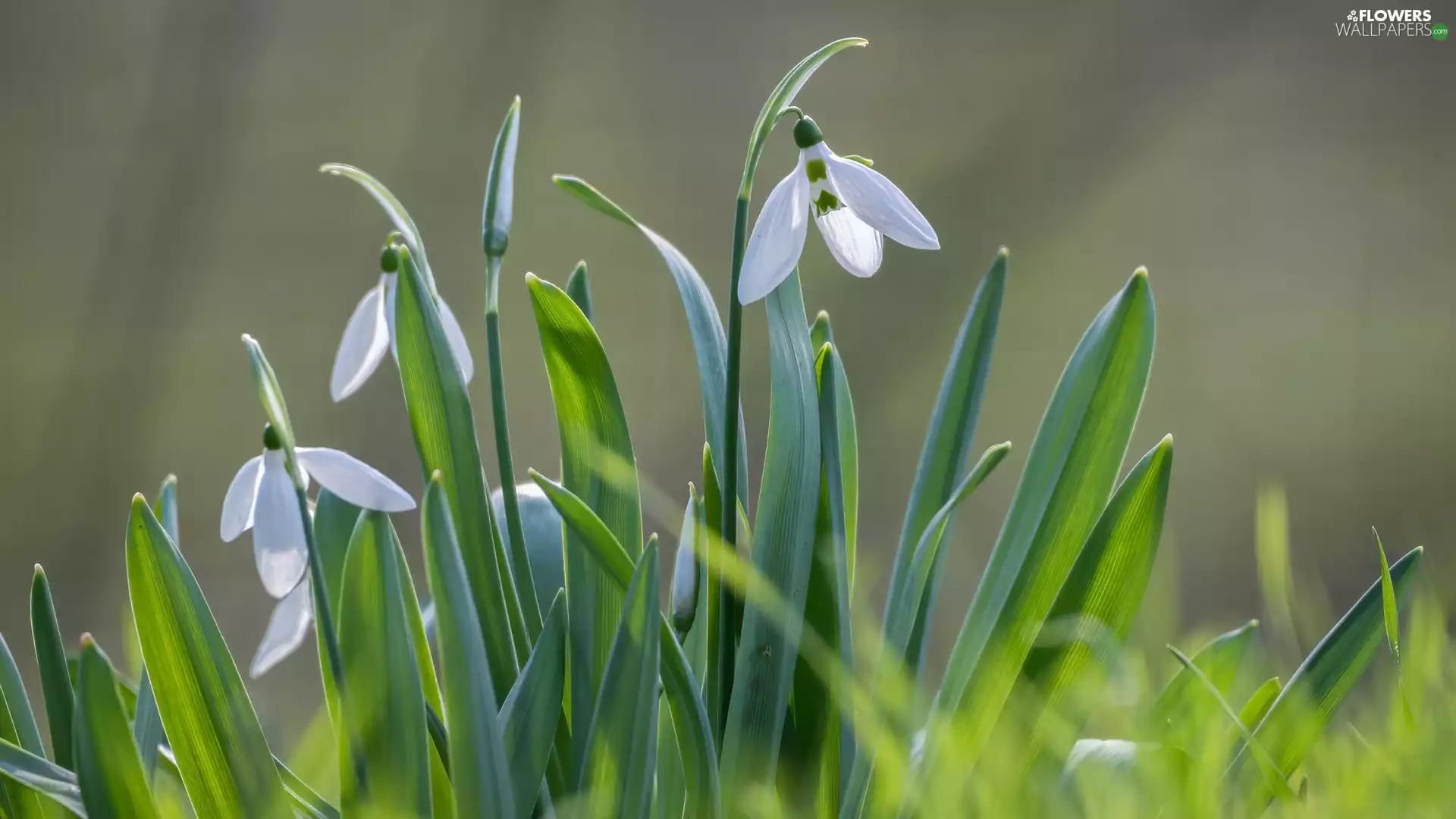 blooming, White, Flowers, snowdrops