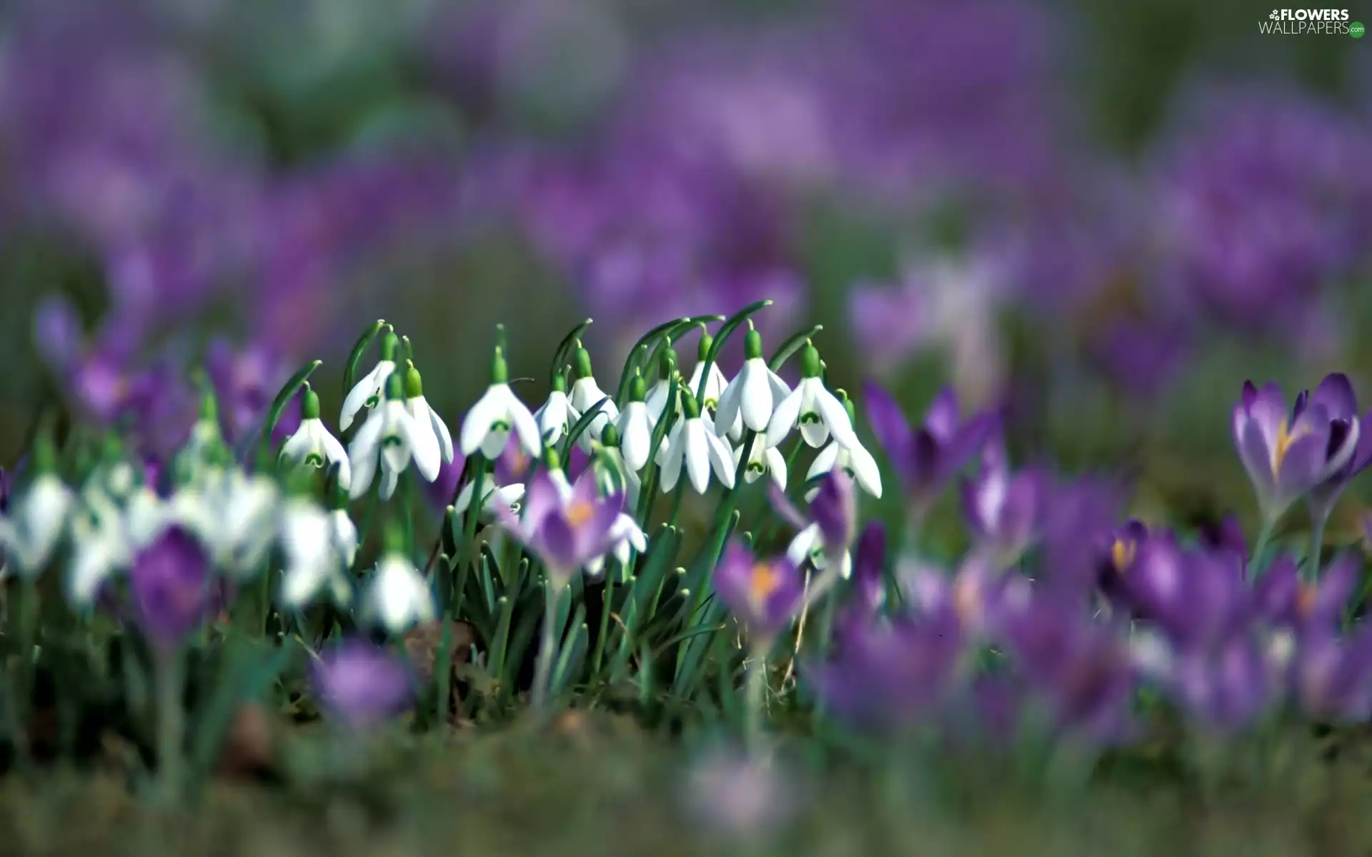snowdrops, Flowers, blur