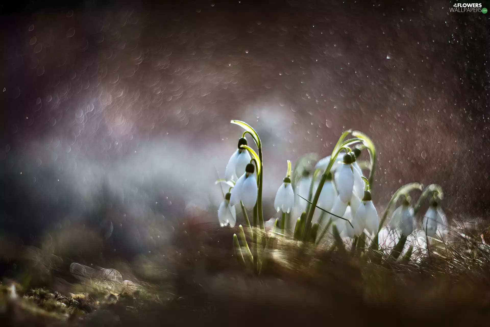 snowdrops, blur