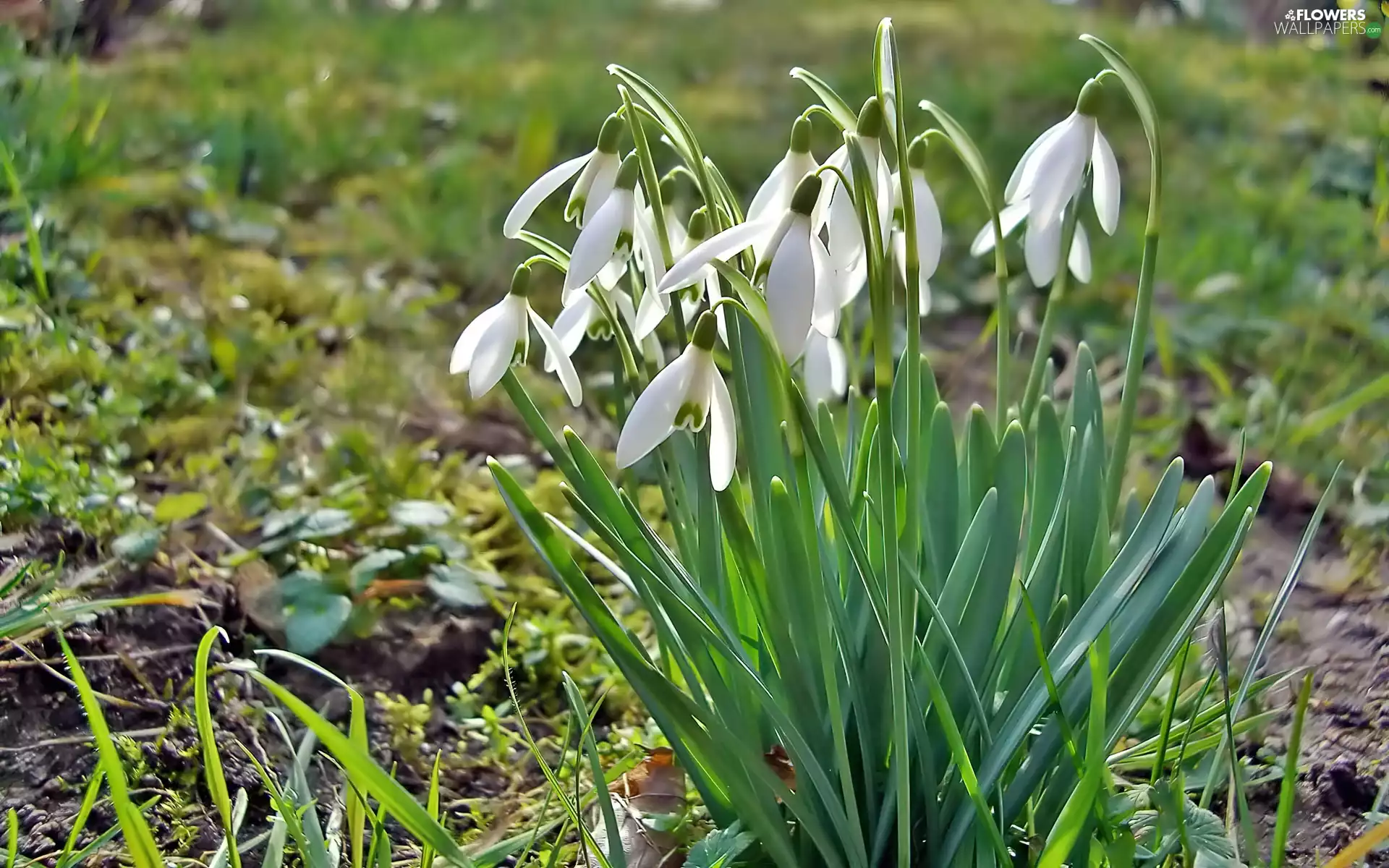 snowdrops, Spring, clump
