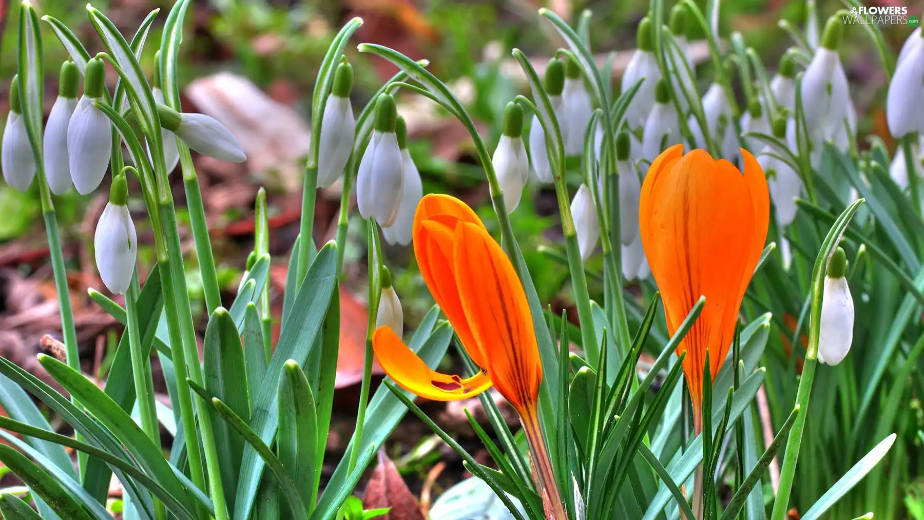 snowdrops, crocuses
