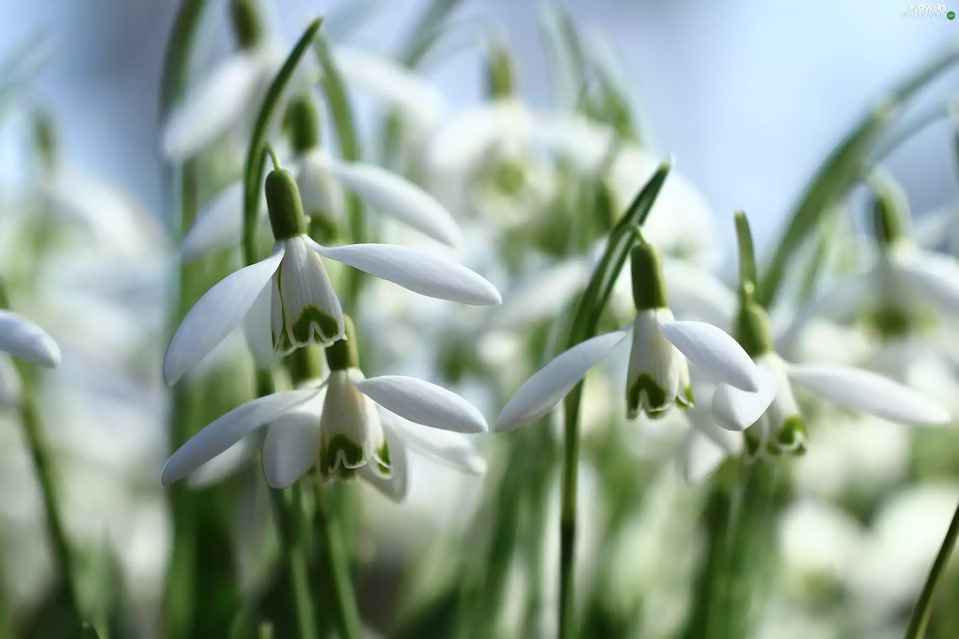 developed, White, Flowers, snowdrops
