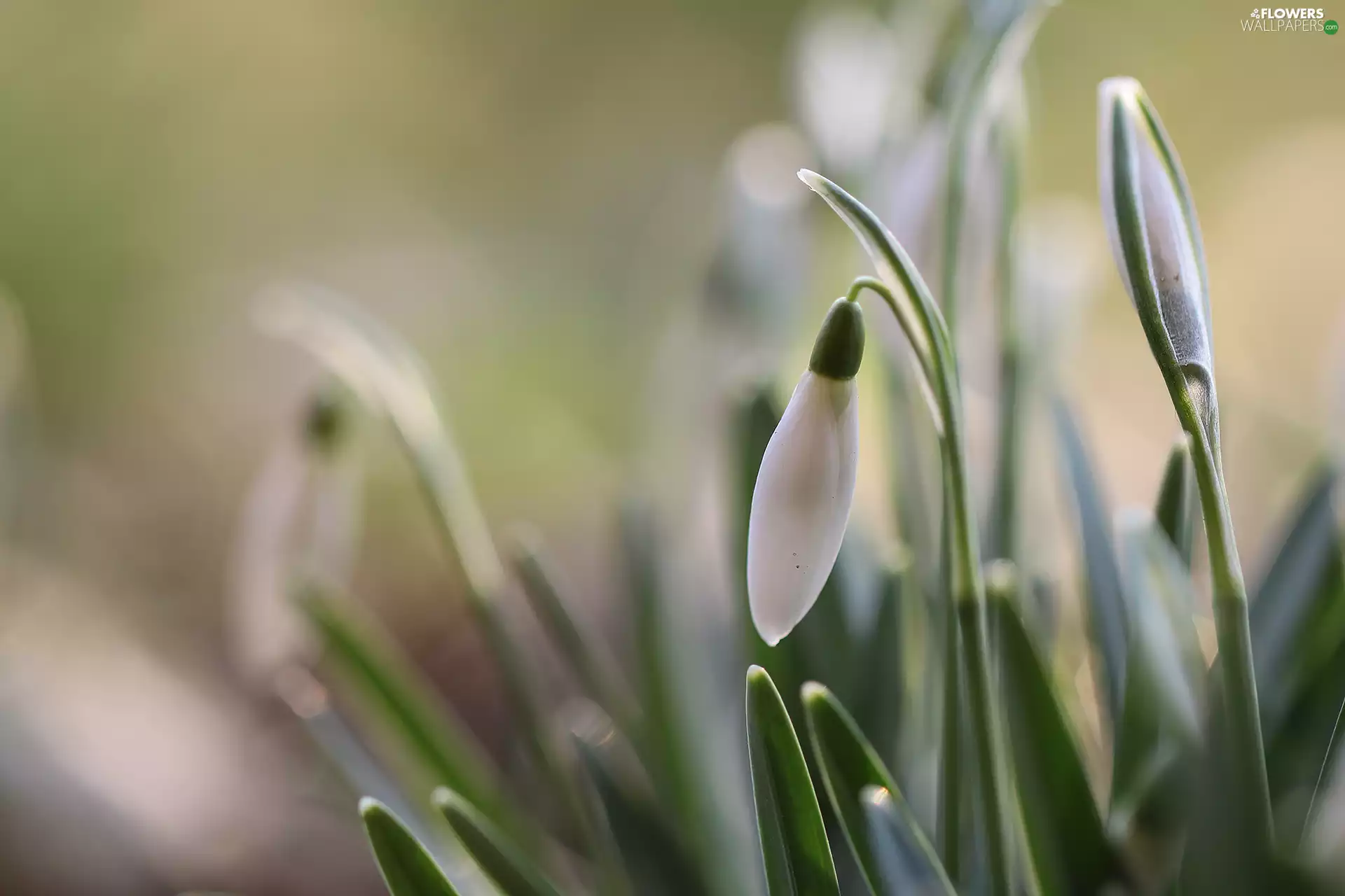 snowdrops, donuts